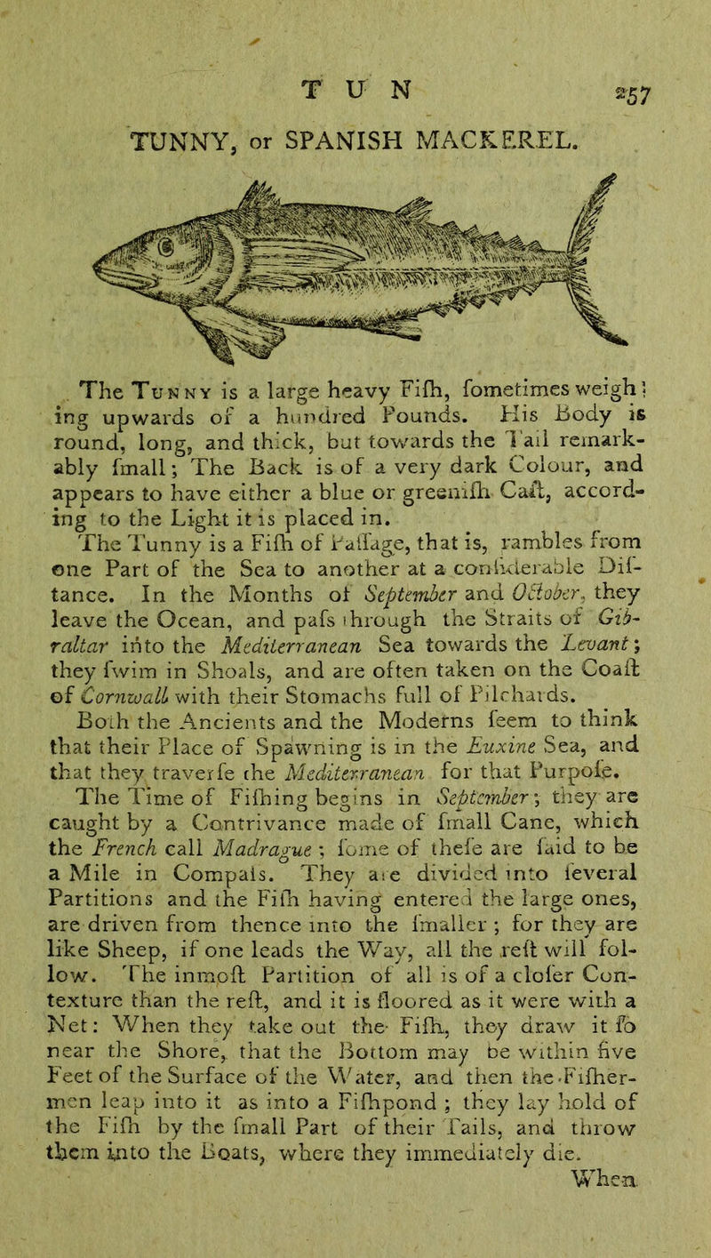 *57 TUNNY, or SPANISH MACKEREL. The Tunny is a large heavy Fifh, fometimes weigh} ing upwards of a hundred Pounds. His Body is round, long, and thick, but towards the 1 ail remark- ably fmall; The Back is of a very dark Colour, and appears to have either a blue or greenilh- Cart, accord- ing to the Light it is placed in. The Tunny is a Fifh of Padage, that is, rambles from one Part of the Sea to another at a conhclerable Dif- tance. In the Months of September and October, they leave the Ocean, and pafs through the Straits of Gib- raltar into the Mediterranean Sea towards the 'Levant; they fwim in Shoals, and are often taken on the Coaft of Cornwall with their Stomachs full of Pilchards. Both the Ancients and the Moderns feem to think that their Place of Spawning is in the Euxine Sea, and that they traverfe the Mediterranean for that Purpole. The Time of Fifhing begins in September; they are caught by a Contrivance made of fmall Cane, which the French call Madrague ; feme of thefe are (aid to be a Mile in Compais. They aie divided into ieveral Partitions and the Fifh having entered the large ones, are driven from thence into the fmaller ; for they are like Sheep, if one leads the Way, all the reft will fol- low. The inmpft Partition of all is of a clofer Con- texture than the reft, and it is floored as it were with a Net: When they takeout the- Fifh, they draw it fo near the Shore,, that the Bottom may be within five P'eetof the Surface of the Water, and then the-Fifher- men leap into it as into a Fifhpond ; they lay hold of the Fifn by the fmall Part of their Tails, and throw them into the Boats, where they immediately die. When.