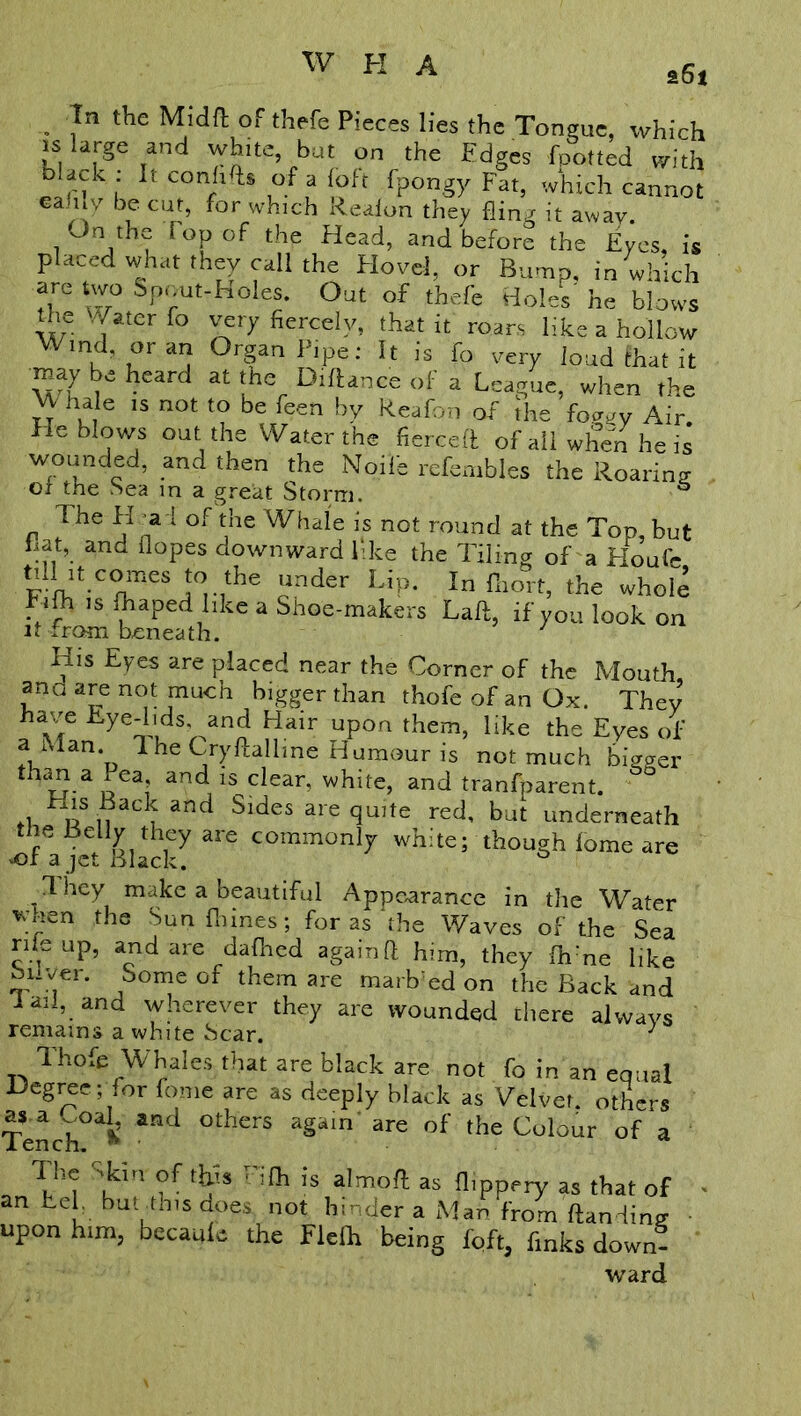 s6i Tn the Midft of thefe Pieces lies the Tongue, which is large and white, but on the Edges footled with b ack : It conhfts of a foft fpongy Fat, which cannot eahlv be cut, for which rteulon they fling it awav. 1 j‘ V r°P °f the Head> and before the Eyes, is placed what they call the Hovel, or Bump, in which are two Spout-Holes. Out of thefe Holes' he blows the -Vater fo very fiercely, that it roars like a hollow Wind, or an Organ Pipe: It is fo very loud that it may be heard at the Diftance of a League, when the -7 hale IS not W be feen by Reafon of the fovuy Air He blows out the Water the fierceft of all when he is wounded, and then the Noife refembles the Roaring ot the Sea in a great Storm. & The Hf-a i of the Whale is not round at the Top, but hat, and dopes downward like the Tiling of a Houfe Fi°nthe olnder LiP- Tn fliort, the whole Fifh is fliaped like a Shoe-makers Lad, if you look on it from beneath. His Eyes are placed near the Corner of the Mouth ana are not much bigger than thofe of an Ox. They have Fye-lids and Hair upon them, like the Eyes of a Man. 1 he Cryfliallme Humour is not much bigger than a Pea and is clear, white, and tranfparent. His Back and Sides are quite red, but underneath the lieliy they are commonly white; though lome are -or a jet Black. 3 hey make a beautiful Appearance in the Water wnen the Sun (bines; for as the Waves of the Sea rile up, and are dafhed againd him, they fhme like Si.ver. Some of them are marb:ed on the Back and iaii, and wherever they are wounded there alwavs remains a white Scar. J Thofe Whales that are black are not fo in an equal Degree; for fome are as deeply black as Velvet, others Tench i *nd °therS aS<lm arC °f lhe Culour of a The Skin of this ”ifh is almoft as fl.ppery as that of • an tel, but this does not hinder a Man from Handing upon him, becaule the Flefh being foft, fmks down- ward