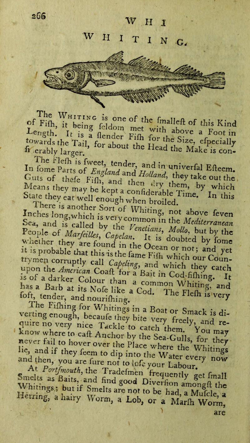 :CS ■VV H I W « I T I N G, O^Tt^ feldoirT °f Ihe •rTa,,eft of th!s Kind length. It is f hinder gfo a Foot in Esfcts?’ ,or*b «s£3a3&*** a ?//*-■Ssnx r^r The Fifhing for Whitings in a Boat or * j- verting enough, becaufe thfy bite very freely and d quire no very nice Tackle to catch the™ y’V d re' know whereto call Anchor by the Sea-GuIK f°U r*7 never fail to hover over the Place wher#> th ’\xru- and thedn‘f ^ f° d'P in!° the Water every'now 1 hen you are fure not tolofeyour Labour. ^ At Portjmouth, the Tradefmen frequentlv art fmsIT Herring, a hairy Worm, a Lob, or a Marlh Worm! ^ are