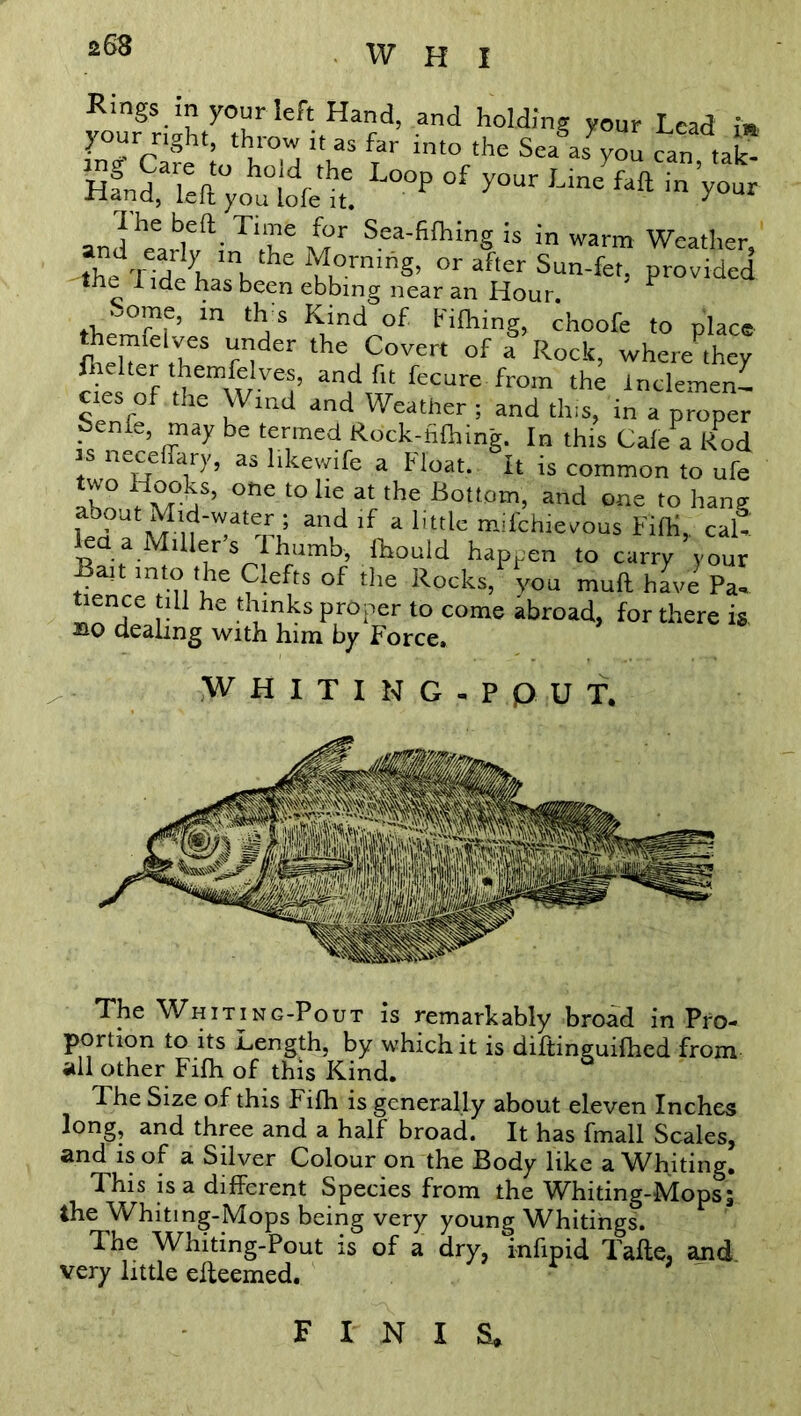 263 JSgfcttW fi* JS&~a** ssjgsa^t L”p “f y“'u-'« *£> 1 he bed Time for Sea-fifhing is in warm Weather thed™rIyh InKtheIJi0rniS’ or after Sun-fet, provided the 1 ide has been ebbing near an Hour. F thernSf’ m ‘u8 K1inlof Kfcing, cho°fe to place fheher ,h rIlder the Covert of a Rock, where they f uemw Ve!’ an,d rit fecure from the Inclemen- cies of the Wind and Weather ; and tins, in a proper be tfrmed Rdclc-fifliing. In this Cafe a Rod is neceffary, as hkewife a Float. It is common to ufe ‘ilS’ one -to littat the Bottom, and one to hang M nti! an,d lf a lmle mifchievous FilK,. cal. lea a Miller s Thumb, Ihould happen to carry your Ban into the Clefts of the Rocks,“you muft hive Pa- tience till he thinks proper to come abroad, for there is bo dealing with him by Force, WHITING. P p U f, The Whiting-Pout is remarkably broad in Pro- portion to its Length, by which it is diftinguifhed from all other Filh of this Kind. The Size of this Fifh is generally about eleven Inches long, and three and a half broad. It has fmall Scales, and is of a Silver Colour on the Body like a Whiting. This is a different Species from the Whiting-Mops; the Whiting-Mops being very young Whitings. The Whiting-Pout is of a dry, infipid Tafte, and very little efteemed. finis*