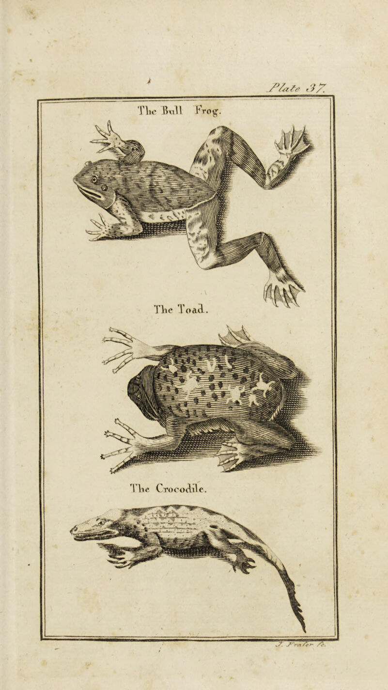 J>la,Ze 37 Tlie Bull Frog'. Tlie Crocodile. 77. /? r~ /s.