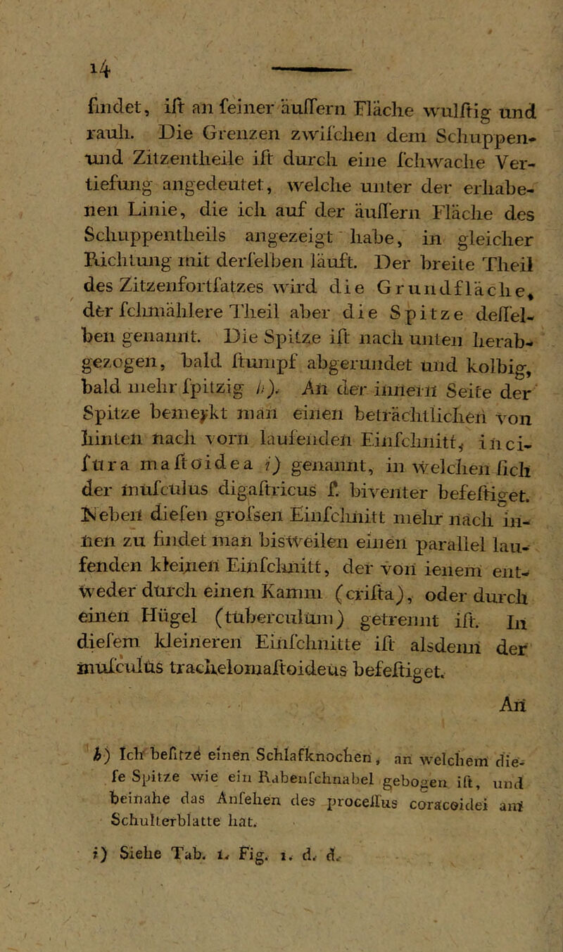 findet, ift an feiner äufTern Fläche wulftig und rauh. Die Grenzen zwilchen dem Scliuppen* xmd Zitzentheile ift durch eine fchwaclie Ver- tiefung angedeutet, welche unter der erhahe- nen Linie, die ich auf der äuffern Fläche des Schuppentheils angezeigt' habe, in gleicher Richtung mit derfelben läuft. Der breite Theil des Zitzenfortfatzes wird die Grundfläche* dfcr fclmiählere Theil aber die Spitze dell’el- ben genannt. Die Spitze ift nach unten herab- gezogen, bald Itumpf abgerundet und kolbig, bald mehrfpilzig b),- An der innern Seite der Spitze bemerkt man einen beträchllicheh von hinten nach vorn laufenden Einfcimitt^ inci- f U r a m a ft ö i d e a i) genannt, in welchen lieh der inufcnlus digaftricus f. biventer befeftiget. Isiebeil diefen grofsen Einfcliiiitt mein* nach in- nen zu findet man bisweilen einen parallel lau- fenden klehien Einfcliiiitt, der von ieiieni ent- weder durch einen Kamm (crifta), oder durch einen Hügel (tüberciilüni) getrennt ift. In diefem kleineren Einfclmitte ift alsdemi der inufculus trachelomaftoideüs befeftiget. An h) Icbbefirzö eniön Schlafknocberi, an -svelchem die- fe Spitze wie ein Rabenfchnabel gebogen ift, und beinahe das Anteilen des procellus corscoidei airf Schulterblatte hat.