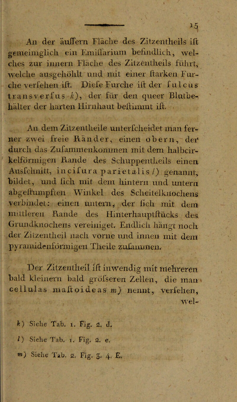 All der äuffern Fläche des Zitzentlieils ift gemeiniglicli ein Emillariimi belindlicli, wel- ches zur iniiern Fläche des Zitzentlieils führt, welche ausgehöhlt und mit einer Itarken Fur- che verfeilen ift. Diele Furche ift der f ulcus transverfus ^), der für den queer Bluthe- hälter der harten Hirnhaut beftiimnt ift. . An dem Zitzentheile unterfcheidet man fer- ner zwei freie Ränder, einen obern, der* durch das Zufammenkonunen mit dem halbcir- kelförniigen Rande des Schuppentheils einen. Ausfchnitt, i n c i f u r a p a r i e t a 1 i s /) genannt, bildet, mid lieh mit dem hintern und untern abgeltumpften Winkel des Scheitelkilocliens verbindet; einen mitern„ der lieh mit dem mittleren Rande des Hinterhauptftücks des Grundknochens vereiniget. Endlich hängt noch der Zitzentheil nach vorne und innen mit dem pyramidenförmigen Theile zuXanimen. Der Zifzeiitlieil ift inwendig mit mehreren bald kleinem bald gröfseren Zellen, die man cellulas maftoideas'm} nennt, verf eben, wel- k) Siehe Tab. i. Fig. <2. cl, l) Siehe Tab. i. Fig. 2. e.