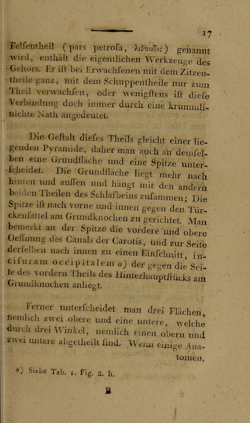 Felfentlieil (pars pelrofa, hShsih;) genannt ■wird, enthält die eigentlichen Werkzeuge des Gehörs. Er ift hei ErwacliTenen mit dem Zitzen- theile ganz, mit dem Sclmppentheile nur zmn llieil verwachfeii, oder wenighens ift diefe Verhindung doch immer durch eine ki'ummli- r liichte Nath aiigedeutet Die Geftalt diefes Theils gleicht einer lie- gendeii Pyramitle, daher man auch an denifel- hen eine Gnindilkche und ehie Spitze unter- fcheidet. Die Grundfläche liegt mehr nach hinten mid auften und hängt mit den anclerii beiden Theilen des Schlafbeins zufammen; Die Spitze ift nach vorne und innen gegen denTür- ckenfattel am Grundknochen zu gerichtet. Man bemerkt an der Spitze die vordere und obere Oeffnung des Canals der Carotis, und zur Seite derlelhen nach innen zu einen Einrchnitt in cifui-am occipitalemo) der gegen die SeD e des vordem Theils des Hmterhauptflucks am Giimdknochen anhegt. Ferner tmterrcheidet man drei Flächen fiemhcli zwei obere und eine imtere, welche durch drei Whiikel, nemlich einen obern und zwei imtere a])getheilt hnd. Wemi einige Aiia- tonien,