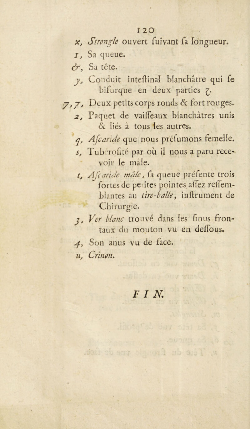 I 20 x, Strongle ouvert fuivant fa longueur. j; Sa queue. &y Sa tête. y, Conduit inteftinaï blanchâtre qui fe bifurque en deux parties 07,y. Deux petits corps ronds & fort rouges. 2, Paquet de vaiffeaux blanchâtres unis & liés à tous ies autres. q, A fc aride que nous préfumons femelle. s, Tub rofité par ou il nous a paru rece- voir le male. aride mâle3 fa queue préfente trois fortes de pérîtes pointes afTez reffem- biantes au lire-balte, in ftr ument de Chii urgie. y. Ver blanc trouvé dans les fi nus fron- taux du mouton vu eu delfous. Son anus vu de face. u, Crinon, FIN.
