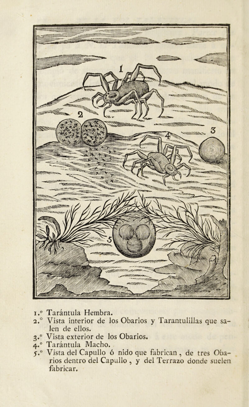 i.° Tarántula Hembra. 2.0 Vista interior de los Obarios y Tarantulillas que sa- len de ellos. 3.0 Vista exterior de los Obarios. 4.0 Tarántula Macho. y.° Vista del Capullo ó nido que fabrican , de tres Oba- rios dentro del Capullo , y del Terrazo donde suelen fabricar.