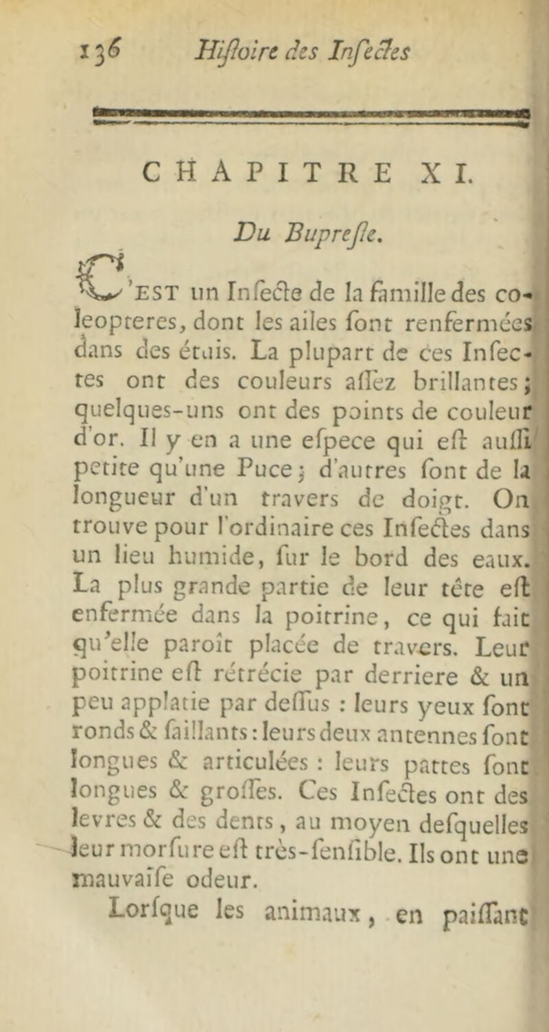 CHAPITRE XI. Du BupreJIe. un Infè(51e de la famille des co-» leopreres, dont les ailes font renfermées' (3ans des étais. La plupart de ces Infec- tes ont des couleurs allez brillantes; quelques-uns ont des points de couleur d’or. II y en a une efpece qui efl aulîl^ petite qu’une Puce; d’autres font de U longueur d’un travers de doigt. Oa trouve pour l’ordinaire ces Infedes dans un lieu humide, fur le bord des eaux. ' La plus grande partie de leur tête efl enfermée dans la poitrine, ce qui fait qu^elle paroît placée de travers. Leur poitrine efl rétrécie par derrière & un peu applatie par defTus : leurs yeux font ’ ronds & faülants rieurs deux antennes font ' longues (S: articulées : leurs pattes font longues &: groffes. Ces Infeétes ont des levres & des dents, au moyen defquelles ' leurmorfureeft très-fenfible. Ils ont une. mauvaîfe odeur. Lorfque les animaux , . en paifTanc