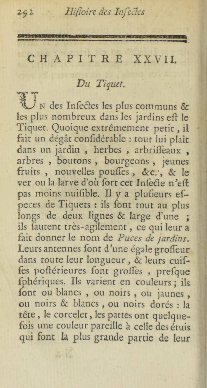 CHAPITRE XXVII. Du Tiquet. N des Infedes les plus communs & les plus nombreux dans les jardins efl le Tiquer. Quoique extrêmement petit, il fait un dégât confidérable : tout lui plaît dans un jardin , herbes , arbriflèaux , arbres , boutons , bourgeons , jeunes fruits , nouvelles poulies, (Scc/, & le ver ou la larve d’où fort cet Inlede n^eft pas moins nuifible. II y a plufieurs ef- peces de Tiquets : ils font tout au plus longs de deux lignes & large d’une ; ils (àutent très-agilement, ce qui leur a fait donner le nom de Puces de jardins. Leurs antennes font d^une égale groflèur dans toute leur longueur, & leurs cuif- fes pollérieures font grofles , prefque fphériques. Ils varient en couleurs ; ils font ou blancs , ou noirs, ou jaunes , ou noirs & blancs, ou noirs dorés : la tête , le corceler, les pattes ont quelque- fois une couleur pareille h celle des étuis qui font la plus grande partie de leur