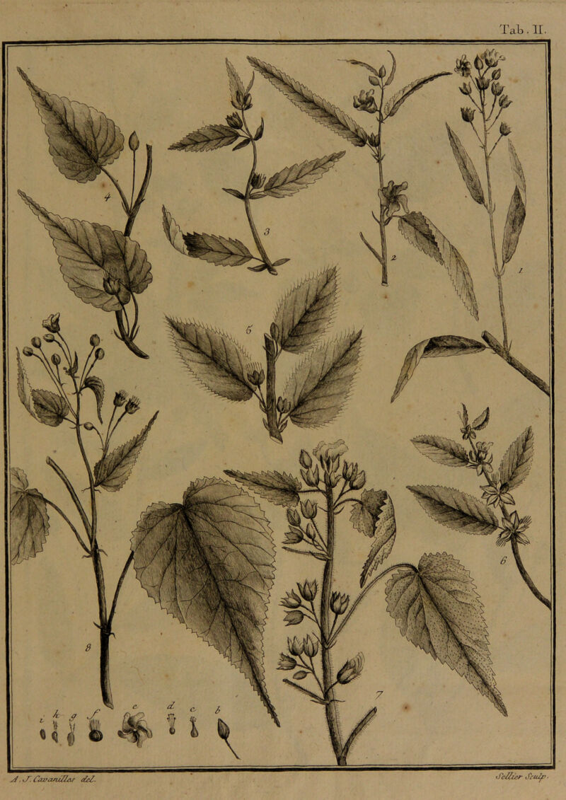 Tab. II ^, i/r Caz^arUUAr deZ. JeSier SctUf>