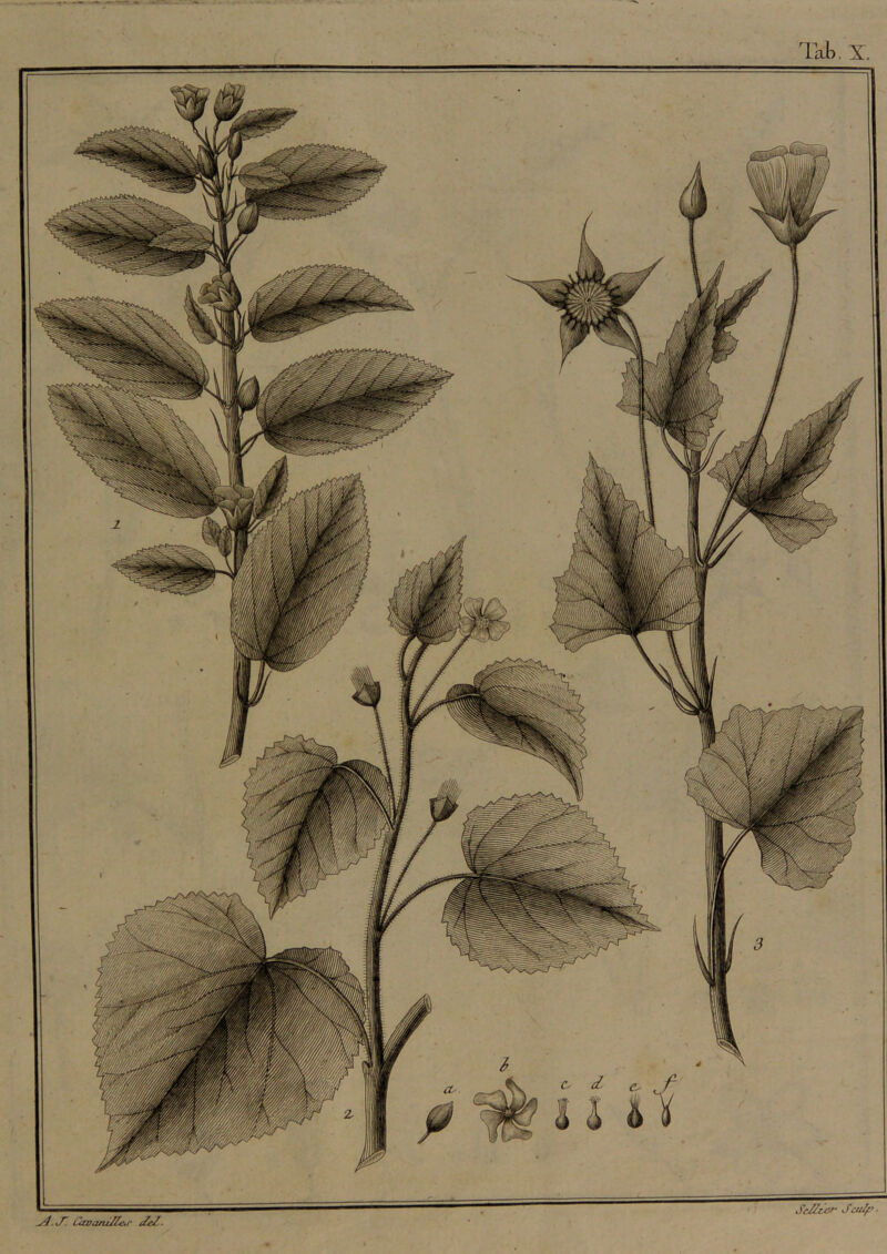 lab. X v/. t/T Cavojtil^cj' ileZ. St/lzcf' S