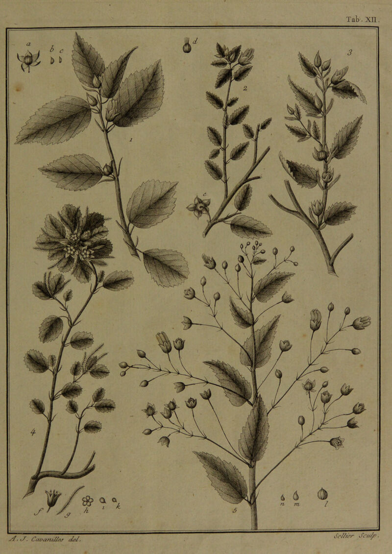 Tat, XII. y4, t/. Cav£ini//&f de/. Se///er Scu/^.