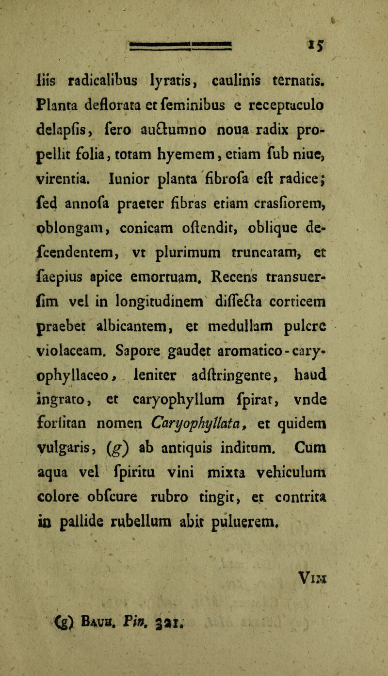 ====== liis radicalibus lyratis, caulinis ternatis. Planta deflorata et feminibus e receptaculo delapfis, fero aufhimno noua radix pro- pellit folia, totam hyemem, etiam fub niue, virentia. Iunior planta fibrofa eft radice; fed annofa praeter fibras etiam crasfiorem, oblongam, conicam oftendit, oblique de- fcendentem, vt plurimum truncatam, et faepius apice emortuam. Recens transuer- jflm vel in longitudinem diffefla corticem praebet albicantem, et medullam pulcre violaceam. Sapore gaudet aromatico - cary- ophyllaceo, leniter adftringente, haud ingrato, et caryophyllum fpirar, vnde foriitan nomen Caryophyllata, et quidem vulgaris, (g) ab antiquis inditum. Cum aqua vel fpiritu vini mixta vehiculum colore obfcure rubro tingit, et contrita in pallide rubellum abit puluerem. (g) Bavjb. Pin. 3ai. VlM