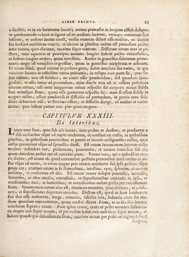 Si fini/lrls, vt in eis locarentur lacerti 5 neruus protenfus in longum adfuit defuper, vt quodammodo velaret et ligaret ad os medium lacertos, vtrinque concauum fuit inferius, vt cederet locum cordi, verfus ventrem debuit effe mollius, ne duritie fua laederet mollitiem ventris, et idcirco in pluribus auibus efl pannofum pedus inter ramos, quos diximus, maxime fuper ventrem. Differunt autem aues in pe- dore , nam aquaticae et praecipue natantes longius habent pedus vniuerfaiiter, et habent longius corpus, quam terreftres. Rurfus in generibus falconum promi- nentia magis e/1 rotundior etgro/lior, quam in generibus accipitrum et niforum. Os etiam illud, quod eminet in pedore gruis, habet interiora fua vacua, in qua vacuitate locatur et refleditur canna pulmonis, in reliqua vero parte fui, quae io- iida videtur, non e/1 foliditas , ne nimis effet ponderofum, fed quaedam fpoii- gio/itas, vt effet leuius ad portandum, cuius fimile non e/1 in offibus pedorum aliarum auium, offa enim magnarum auium refpedu fui corporis minus folida funt minufque firma, quam offa paruarum refpedu fui: nam fi effcnt folida in magnis auibus, effent ponderofa et difficilia ad portandum, in paruis vero foli- diora debuerunt effe, vt firmioi^a effent, et difficilia fi’angi, ad multos et varios motus, quos habent paruae aues plus quam magnae. CJPITVL VM XX XIII. D s lateribus^ T atera vero funt, quae fub alisiacent, inter pedus et dorfuin, et penduntur s fub axillaribus vlque ad capita ancharum, et conflant ex co/lis, in quibufdam pluribus, in quibufdam paucioribus, et pannis et lacertis colligantibus co/las, quae eoflae perueniunt vfque ad fpondiles dorfi, E/1 autem iuuamentum laterum colla-' teraliter defendere cor, pulmonem, panniculos, et caetera intrinfeca fub eis, quemadmodum pedu^ cor ab anteriori parte. Venter vero, qui a quibufdam oua- ria dicitur, e/1 totum id, quod extremitate pedoris protenditur inter anebas et cc- flas vfque ad anum, et etiam magna pars ventris continetur fub ipfo pedore vfqiie prope cor, continet autem in fe fiomachum, inte/lina, epar, fplenem, et caetera nutritiua, vt confuetum efl dici. Eli autem venter defuper pennoius, neruofus, lacertofus, et ideo mollis, extenfiuus, vt fiiperfluitatibus contentis in ipfo, et tranfeuntibus ouis, et humoribus, et ventofitatibus cedere pollet per extenfioneni fuam. Iuuamentum autem eius efi, continere membra, quae diximus, et calefi- cere«5 et fuperiluitates deportare exterius. Didum e/1, quod in loco lumborum fint duo offa ancharum, longa, concaua, inferius lata, habentia circa fui me- dium qnandani concauitatem, quam medici dicunt fciam, et in illa fcia locatur vertebrum fuperius coxae. Sunt igitur coxae, crura et pedes membra iullentaii- tia corpus auis fuper terram, et per eadem habet auis ambulare fuper terram , et habere quandoque ddeiifioiiem fuam, maxime autem per pedes et vngues habeur