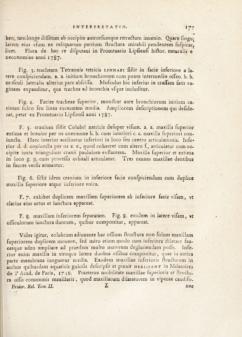 *77 beo, tam longe diffitum ab occipite antrorfumque retradum inuenio. Quare fingu^ larem eius vfum ex reliquarum partium ftrudura mirabili pendentem fufpicarf licet. Plura de hac re difputaui in Fromtuario Lipfienfi hiflor. naturalis e oeconomiae anni 1787» Fig. 3. tracheam Tetraonis tetricis linnaei fiflit in facie inferiore a Ia- fere confpiciendam. a. a. initium bronchiorum cum ponte intermedio oHeo. b. b. mufculi lateralis alterius pars ablciOa. Mufculus hic inferius in cralTam fatis va- ginam expanditur, qua trachea ad bronchia vfquc includitur. Fig. 4. Facies tracheae fuperior, monllrat ante bronchiorum initium ca- rinam iudeo feu linea excauatam media. Ampliorem deferiptionem qui defide- rat, petat ex Fromtuario Lipfienfi anni 1787* F. 5. cranium fiflit Colubri natricis defuper vifum. a. a. maxilla fuperior extima et breuior per os commune b. b. cum interiori c. c. maxilla luperiori con- iuncla. Haec interior acclinatur inferiori in loco feu centro articulationis. Infe- rior d. d. cojiiunda per os e. e., quod cohaeret cum altero f, articulatur cum oc- cipite iuxta triangulum cranii paululum exfiantem. Maxilla fuperior et extima in loco g. g. cum proceffu orbitali articulatur. Tres omnes maxillae dentibus in fauces verfis armantur. Fig. 6. fifiit idem cranium in inferiore facie confpicicndum cum duplice - maxilla fuperiore atque inferiore vnica, F. 7. exhibet duplicem maxillam fuperiorem ab inferiore facie vifam, vt clarius eius ortus et iundura appareat. F. 8- maxillam inferiorem feparatam. Fig. g. eandem in latere vifam, vC officulorum iundura duorum, quibus componitur, appareat. Vides igitur, colubrum adiuuante hac offium firudura non folum maxillam fuperiorem duplicem mouere, fed miro etiam modo cum inferiore dilatare fau- cesque adeo ampliare ad praedam multo maiorem deglutiendam poile. Infe- rior enim maxilla in vtroque latere duobus ofiibus componitur, quae in antica parte membrana iunguntur media. Eandem maxillae inferioris flruduiam in auibus quibusdam aquaticis gulofis defcripfit et pinxit herxssant in Memoires de F Acad. de Paris, 1748. Praeterea mobilitate maxillae fuperioris et firudu- ra offis communis maxillaris, quod maxillarum dilatatorem in viperae caudifo- Frider, Rcl» Tom.ll» Zr nae \ f