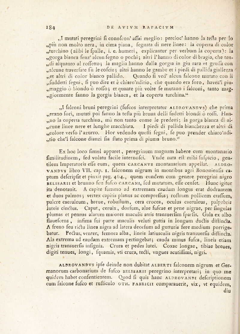 ,J mutati peregrini fi conofcon’ afiai meglio: percioc^ Iianno la tefia per lo „piu non molfo ncra, in cima piana, fegnata di nere linee: ia copeita di color „turchino (alibi le fpalle, i. e. humeri, explicantur per verbum la coperta): la ,,gorga bianca fenz’ alciinfegno o poclii; altii Phanno di color di bragia, che teiu ,,di aiquanro ai rolTetto; la maglia hanno dalla gorgia in giu rara er groiTa con ,,aicune traverfate fu lecofeie; aitri hanno le gambe et i piedi di pallida giallezza ^ ,,et aitri di color bianco pallido. Quando fi ved^ alcun falcone mutato con ii „fiiddetti fegni, fi puo dire et e chiarohiditio, clie quando era foro, havea’1 piu- ,,niaggio d biondo 6 rofio; et quante piii volte fe mutano i falconi, tanto mag. „gioimente fanno ia gorgia bianca, et la coperta turchina.^ „I falconi bruni peregrini (fufeos interpretatur aldrovandvs) che prima ,,erano fori, mutati poi fanno la tefia piii bruna delli ludetti biondi d rofii. Han- „110 la coperta turchina, ma non tanto come le predetti; la gorga bianca di al- „cune linee nere et lunghe macchiata. 1 piedi di pallida biancliezza et aitri di „colore verfo Pazurro. Hor vedendo quefii legni, le puo prender chiarohidi- „tio che’i falcone dianzi fia flato prima di piuma bruno.‘‘ Ex hoc loco fimul apparet, peregrinum magnam habere cum montanario fimilitudinem, led volatu facile internofei. Vnde nata efi mihi fuipicio , gen- tilem Imperatoris elle eum, quem carcanvs montanariiim appellat, aldro- vandvs libro VIL cap. i. falconem nigrum in montibus agri hononienfis ca- ptum defcripfit et pinxit pag. 464., quem eundem cum genere peregrini nigro BELisARii et brunno len fufeo carcani, led mutatum, elTe cenlet. Hunc igitur ita denotauit. A capite fummo ad extremam caudam longus erat dodrantem et duos palmos; vertex capitis planus ac compreflus; rofiium pollicem crafTum, pulcre caeruleum, breue, robuflum, cera crocea, oculus caeruleus, palpebris luteis cinclus. Caput, ceruix, dorlum, alae fufeae et pene nigrae, per fingulas plumas et pennas alarum maiores maculis arris transuerfim fparfis. Gula ex albo ilauefcens , infima fui parte maculis veluti guttis in longum dudis difiindla. A freno feu ridlu linea nigra ad latera deorfum ad gutturis fere medium porrige- batur. Fedus, venter, femora alba, lineis latiusculis nigris transuerfis difiincla. Ala extrema ad caudam extremam pertingebat; cauda minus fufea, lineis etiam nigris transuerfis infignis. Crura et pedes lutei. Coxae longae, tibiae breues, digiti tenues, longi, fquamis, vti crura, tedi, vngues acutiilinii, nigri. ALDROVANDvs ipfe deinde non dubitat alberti falconem nigrum et Ger- manorum carbonarium de fufeo belisarii peregrino interpretari; in quo me quidem habet confentientem. Quod fi quis hanc aldrovandi deferiptionem cum falcone fufeo et rufticulo oth. fabrich comparauerit, vix, vt equidem, diu