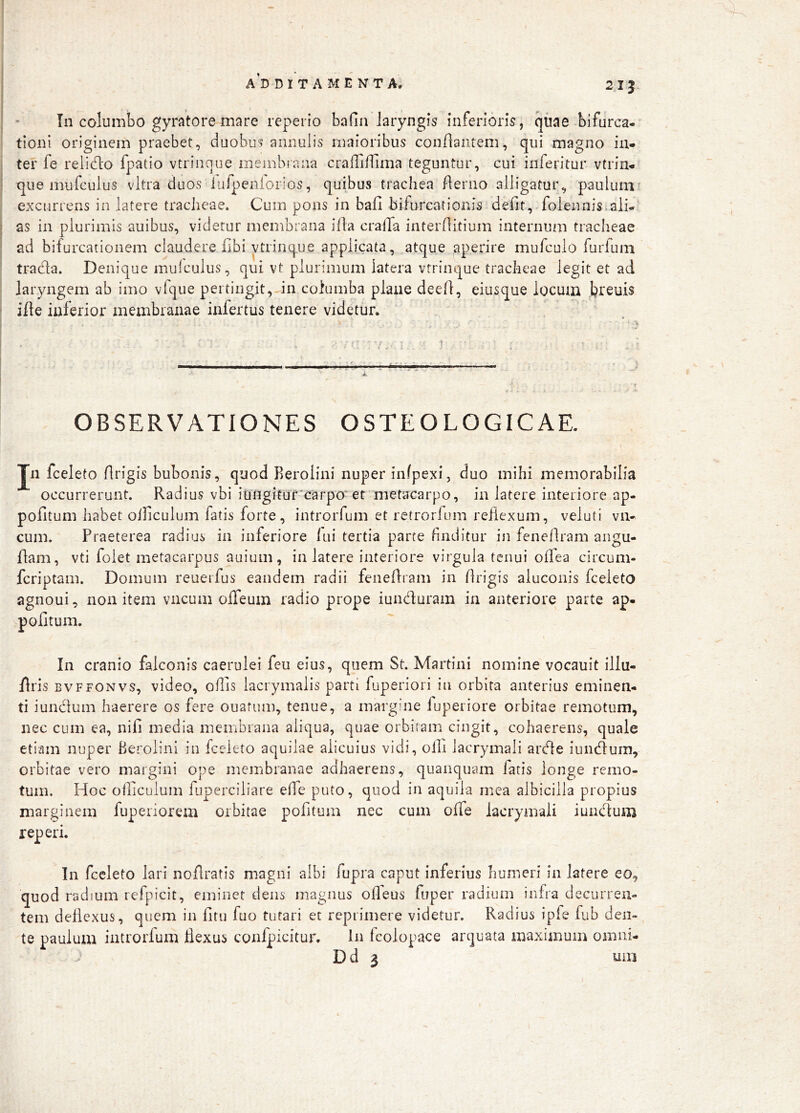 / I ADDITAMENTA. 215 : * Tn columbo gyratore mare reperio bafin laryngis inferioris, qiiae bifurca- tioni originem praebet, duobus annulis maioribus conflantem, qui magno in- ter fe reli(fl:o fpatio vtrinoue membrana craffiffima teguntur, cui inferitur vtrin- ' que mufcuius vitra duos lulpeiiiorios, quibus trachea Aerno alligatur, paulumr excurrens in latere tracheae. Cum pons in bafl bifurcationis defit, folennis,ali-' j as in plurimis auibus, videtur membrana illa cralTa interAitium internum tracheae ' ad biiurcationem claudere Abi ytrinque applicata, atque ,aperire mufcuio furfuin trada. Denique miilculus, qui vt plurimum latera vtrinque tracheae legit et ad laryngem ab imo vlqiie pertingit, in columba plane dee A, eiusque locum breuis iAe inferior membranae infertus tenere videtur. OBSERVATIONES O STE O LOGIC AE. Jn fceleto Arigis bubonis, quod Berolini nuper infpexi, duo mihi memorabilia occurrerunt. Radius vbi iungitur^carpo'et metacarpo, in latere interiore ap- poAtum habet olficulum fatis forte, introiTum et retrorfum reilexum, veluti vn- cum. Praeterea radius in inferiore lui tertia parte finditur in feneAram angu- Aam, vti foiet metacarpus auium, in latere interiore virgula tenui oAea circum- fcriptam. Domum reuerfus eandem radii feneAram in Arigis aiuconis fceleto agnoui, non item vncum ofTeum radio prope iunduram in anteriore parte ap- poAtum. In cranio falconis caerulei feu eius, quem St. Martini nomine vocauit illu- Aris BVFFONVS, video, oAis lacrymalis parti fuperiori in orbita anterius eminen- ti iundum haerere os fere ouafum, tenue, a margine fuperiore orbitae remotum, nec cum ea, niA media membrana aliqua, quae orbitam cingit, cohaerens, quale etiam nuper Berolini in fceleto aquilae alicuius vidi, oAi iacrymali arde iundum, orbitae vero margini ope membranae adhaerens, quanquam fatis longe remo- tum. Hoc oAiculum fuperciliare eAe puto, quod in aquila mea albicilla propius marginem fuperiorem orbitae poAtum nec cum oATe Iacrymali iundum reperi. In fceleto lari noAratis magni albi fupra caput inferius humeri In latere eo, quod radium refpicit, eminet dens magnus oAeus fuper radium infra decurren- tem deAexus , quem in Atu fuo tutari et reprimere videtur. Radius ipfe fub den- te paulum introrfum Aexus confpicitur. In tcolouace arquata maximum omni- Dd 3 um
