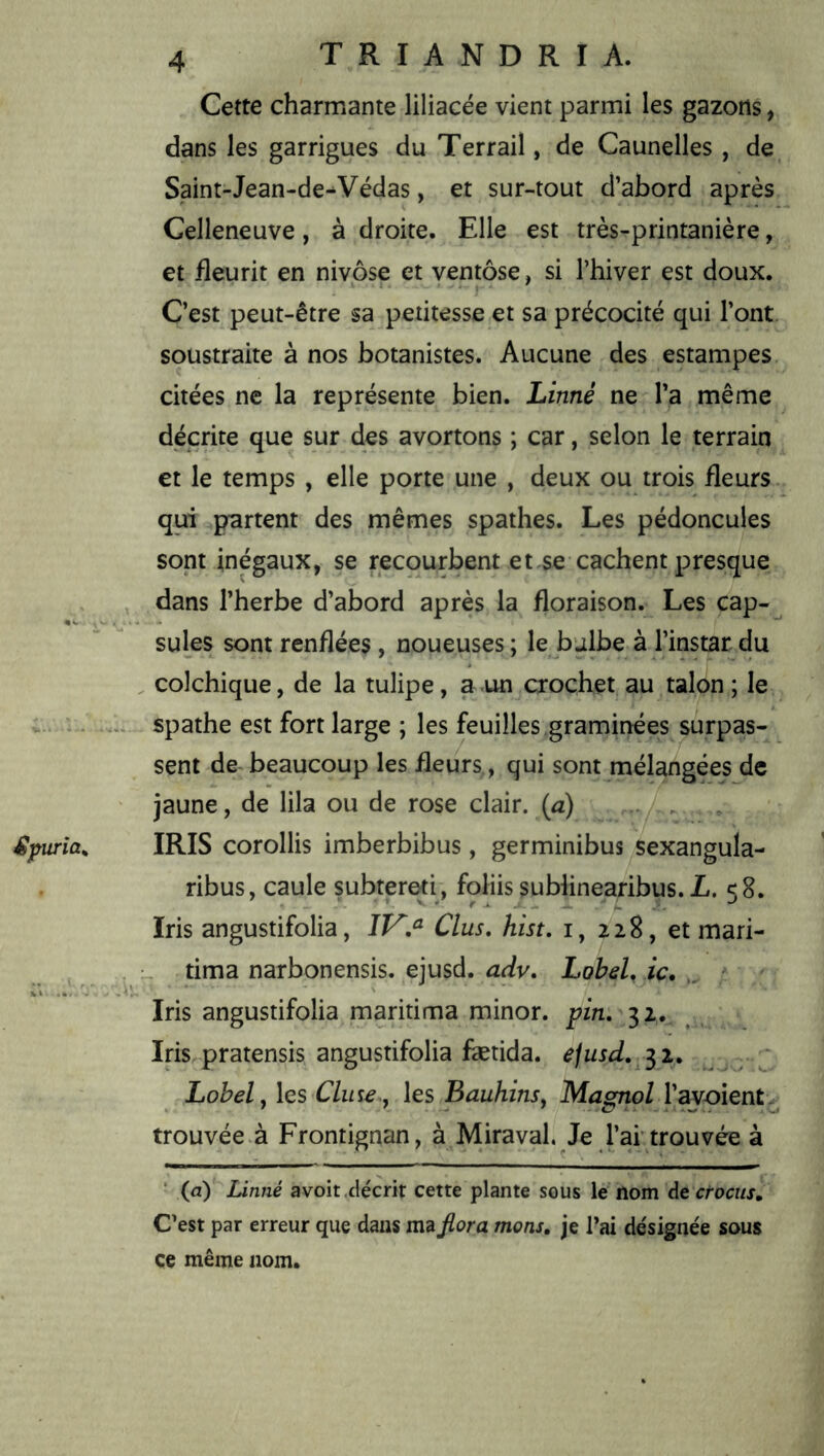 Cette charmante liliacée vient parmi les gazons, dans les garrigues du Terrail, de Caunelles , de, Saint-Jean-de^Védas, et sur-tout d’abord après Celleneuve, à droite. Elle est très-printanière, et fleurit en nivôse et ventôse, si l’hiver est doux. C’est peut-être sa petitesse et sa précocité qui l’ont soustraite à nos botanistes. Aucune des estampes citées ne la représente bien. Linné ne l’a même décrite que sur des avortons ; car, selon le terrain et le temps , elle porte une , deux ou trois fleurs qui partent des mêmes spathes. Les pédoncules sont inégaux, se recourbent et se cachent presque dans l’herbe d’abord après la floraison. Les cap- sules sont renflées , noueuses ; le bulbe à l’instar du . colchique, de la tulipe, a un crochet au talon ; le spathe est fort large ; les feuilles graminées surpas- sent de beaucoup les fleurs., qui sont mélangées de jaune, de lila ou de rose clair, (a) . . IRIS corollis imberbibus, germinibus sexangula- ribus, caule subtereti, foliis sublinearibus. L. 58. Iris angustifolia, Clus, hist, i, 228, et mari- u tima narbonensis. ejusd. adv. Lobd, ic, „ ^ Iris angustifolia maritima minor. pin, 32, Iris,pratensis angustifolia fætida. e^usd, ^ ;; Lobely les Cime,, les Bauhins, Magnol l’avoient^ trouvée.à Frontignan, à Mira val. Je l’ar trouvée à ‘ (a) Linné avoir décrit cette plante sous le nom At crocus. C’est par erreur que dans ma fiora mons, je Tai de'signée sous ce même nom.