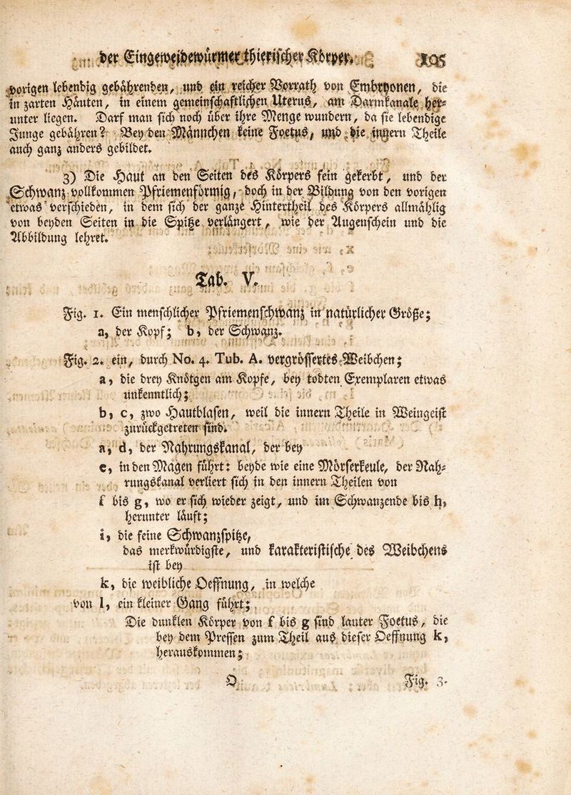 unter Hegern Sarf man ficf) nocf) über t^ve 5D?enge nmnbern, ba fte tebenbige gunge gebauten? Q3ep ben ■SJlanttd&M. feine $pettB, unb bie mnent Xfeeße aucfy gang anber£ gebilbet. möa$-berj^iebht, in bem fidf; ber gang£ $tnter%eiC bc$ Körper# allma^Hg fcon herben ©eiten in bie ©p.i|e ^ertöngert, mie ber 2Utgenftfjein unb bie ^bbiibung lehret !* 3rig. i. ©in mettfcf;Hc|er ^friemenfc^tDanj a, ber $opf; b> ber ©c^rngn^ .2*. ein, burci) No. 4. Tub. A. t)etgtbfleöe6®eib(^enj a? bie brct) $nbtgen am $opfe, bep tobten ©pemplaren etmaö littfenntKcf;; : ^ bj c, gmo Jpautblafen, weit bie innern Steile in SBeingeift gurücfgetreten finb. a, d* ber ^afynmggfanal, ber bet) e* inbenSKdgen fu|rt: bet)be wie eine SDJotferfeufe, ber dlafy rungbfanal berliert ftcf; in ben innern feiten von £ bB g, wo erfidE) wieber geigt, unb itn ©djwangenbe bB h> herunter lÄuft; i, bie feine ©^anjfpt^ ba£ merfwürbigfle, unb fat?df(ebt(fifc^e beö 2Beibd)eit# iff bet) k, bie weibliche öeffnung, in welche iunt I, ein f(einer ©ang fi%t; Sie bunflen $6rper fcon f bB g fmb lauter ^oetiB, bie bet; bem ^reflen gum Sljjeil au$ btefer Öeffnung k, l)eraiBfommen;