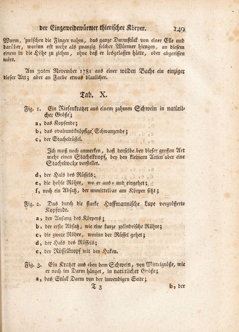 bet dütnäetwibefoufftw tljiettfcf)« &&rpep, 249 SPitttn, ^totfdjen bie ginget ita^m', ba6 ganje JDarmflucE Don einet ©He wnb Darüber, movinn oft mcl^t al£ ^tran^g folget SBurmer Stengen, an liefern einem in bie ju steten, ol6we baß et lo^gelajjen hatte, obet abgerifen wäre* :: , 5fm 3oten StoDember 1781 <utS einet tDtföett 5öacfK ein einiges liefet 2frt; aber an gatbe etma$ bläulichen £öt>, X. «s ' «. r gtg* x. ©in Üuefenfta|et au£ einem jafjmen (^elftem in natutli* d)er @tbße'; a* ba£ ^opfenbe; b, ba^ oDalumbfnbpftge]©^^^^^? c, bet©tad;eltujfeH 3$> tnug nod; anmetfen , ba$ betfelbe.bep btefer großen 2Crt mehr einen ©5tacf>elfnopf; bep ben lleinetn 2(tten abet eine ©tachelmalje DorfteKen ■1 ? > • ‘ , f -J '' .. « .f Ifl d) bet $afö be£ Buffete; . v 5 e, bie hoble Olbfete, n?o er au6s unb eingehet; f, nod) ein 2fbfa§, bet unmittelbar am ^brper fi|t; %. : ..... /«£• .1*» j i *•*»*» ■'X . ; $t<j* 2, burdj bie ffarfe ^offmanmfd)e Supe Dergrbßette Äopfenbn  v- Si bet Anfang be$ $brpcr£♦ bi bet erfte 2fbfa§, tote eine futje 3pltnbtifd)e Kbhrc? c, bie 3tvote £T\6^re ^ tobrinn bet Muffel gehet; d, bet $2<xU be£ SKuffelb 5 . • 1 4' • / e, ber 3fv»P?nopf mit ben Jjafen. x * «s. ' * ' ' “ - ‘ * ■ ‘ x' ' ♦, > Jig* 3«- ®in Ätafeet au6 eben bem ; Don SDTittelgrbie, tnie et nod; im 2)arm hanget, in nattftüc|et @tb$e; a, ba£ ©tud ©arm Don bet imoenbigen ©eite; & 3 b* bet