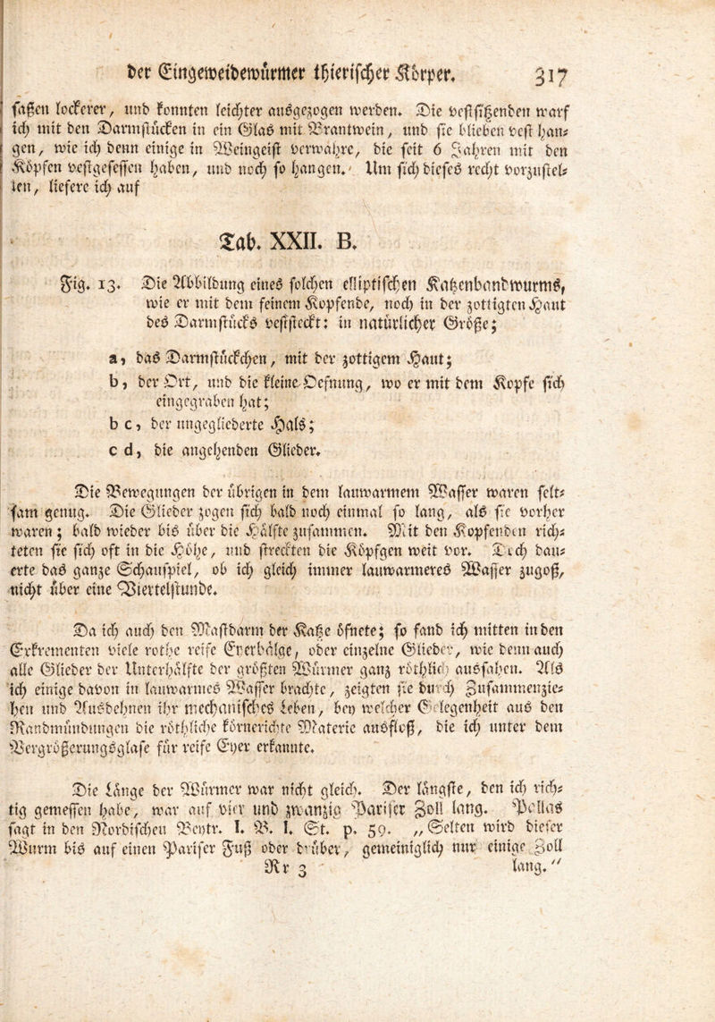l faßen locferer, unb fonnten (eid;ter auSgegogen Berbern Sie Dcfftfenben warf 1 id; mit ben Sarmflücfen in ein @la6 mit Brantwein, ttnb jte Hieben DefCon* f gen, wie xd) benn einige in SBeingeifl Derwaitre, bie feit 6 Sauren mit ben ! köpfen bcflgefefleu (;aben, unb ned; fo Ijangetv Um fd; biefei rcd;t borgufet ien, liefere id; auf ; \  2a&. XXII. B. 5*tg« 13. Sie 2fbbtlbung eineb folgen ef!tptifrf)en 3?a£enbanfcitmrttlör wie er mit bem feinem stopfenbe, nod; in ber gottigten^aut be£ Samtfiuef$ befrjted’t: in natürlicher ©rbße; a, ba£ Sarmfmcfdjen, mit ber gottigem Jjaut; b, ber Ort, unb bie f(eine/Oefnung, wo er mit bem $cpfe ftd; eingegraben hat; b c, ber «ngegfieberte Jpate; cd, bie ange^enben ©lieber«. Sie Bewegungen ber übrigen in bem (auwarmem BJaffer waren fete fatn genug« Sie ©lieber gegen fid; halb nod; einmal fo lang, al$ fc Dörfer waren ; ba(b wieber bt$ über bie Hälfte gufatnmcn« SDlit ben $opfenben rid;s teten fte fid; oft in bie Jgbfe, unb fredten bie Ätbpfgen weit Der« St cf bau* erte ba$ gange ©cfaufptel, ob id; g(eid; immer lauwarmere^ Sßajjer gugof, nid;t über eine fBiettelfiunbe« - 1 ~ * 1 Sa id; and; ben SDfaffbarm ber Ä-aße bfnete; fo fanb id; mitten in ben (S.rFrementen Diele reife reife ©r et balge, ober einzelne ©lieber, wie beim and; ade ©lieber ber Unterf&Ifte ber größten SBürmer gang rbtfßd; auofafen« 2(1$ id; einige babon in lauwarmes SBajfer brad;tc, geigten fie bu f; §>nfammengie* fett unb 2fudbefnen i(;r mecf)antfdie$ beben, bet) weld;er ©legenfett au6 ben SRanbmünbungen bie rbtf ließe fbrneriefte SDtaterie aubfitf, bie id; unter bem Bergrbßerung^glafe für reife ©t;er ernannte« Sie lange ber QBürmcv war meft gleid;« Ser langfe, ben id; rid;* tig genießen fabe, war auf Din; unb gwangip Batifcr §oil lang« TMlaS fügt in ben 9corbifd;eu Bct)tr« I« B« l @t« 59* „©eiten wirb btefer 2Öurm bi$ auf einen ^3arifer 5*uß ober bubet, gemeiniglicf nur einige J50II 91 r 3  lang.