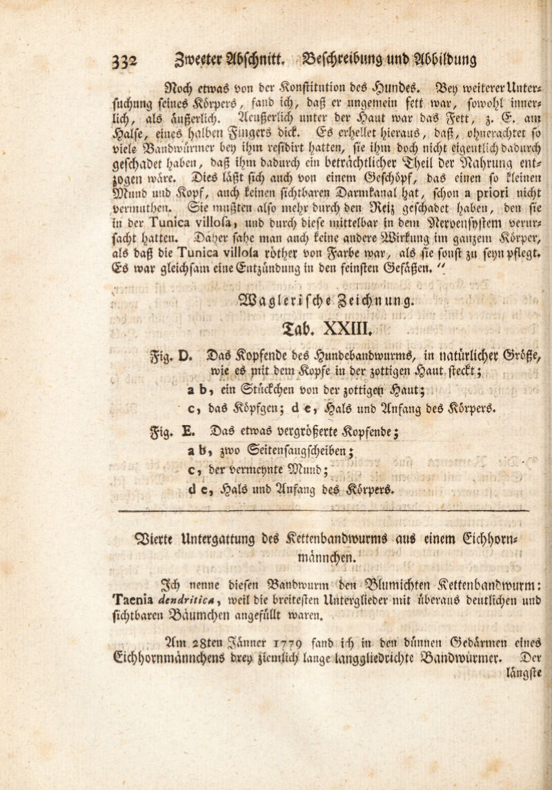 S^ioch etwa£ bon ber »Sxonßitution be$ J£)unbe& 53ep weitem Untere fttd;ung feinet körpere?, fanb ich, baß er ungemein fett war, fowohl innere lief;, al$ diißerlid;* 2teußerlid> unter ber $aut war ba$ Jett, $♦ .(£♦. am Jgalfe, ein# f>alben $mget$ bicfV @6 erhellet hierauf, baß, o^nera^tet fo t>iefe Sknbwurmer bep ihm reftbtrt Ratten, fte t^m bod; ntc^fc eigentlich babureß gefchaöet haben, baß i^tn babttrd; ein beträchtlicher ^t>etl ber Nahrung ent* logen wäre«. Ste£ laßt fid) and) bon einem @efd;6pf, baö einen fo {feinen SOlnnb uub d\opf, auch feinen ftdjtbaren Sarmfanal hat, fdjon a priori nicht Dermuthem ©ie mußten alfo mehr bttreh ben JHftj gefdhabet haben, ben fte In ber Tunica villofa, unb bttrd; biefe mittelbar in bem ^iterbenfpßem berur? fad;t hatten* Salier fahe man and) feine anbere ^Birfung im ganzem $btper, afö baß bie Tunica villofa rbther bon Jarbe war, atö fte fonß ju fepttpflegt* & war gfeichfam eine Smt^unbung in ben feinßen ©efaßen*  * •  , , ‘ , ' ... • #-.«■ - ’ ■ ’ . . - • '• *; * : • . > .f .' ; , ■ ‘ * ► •; * ;* J . ^ agtcri fc^> e @e m XXIII, ijig, D. 2)aö Äopfentx be$ jjjunbe&attbwurmö, in natürlich ©rfße, wie e$ jnit bem $opfe in ber jottigen ^aut freeft; a b* ein ©tudfchen bon ber zottigen $aut; c, ba$ 5%6pfgen; d e, QaW unb Anfang be$ $5rper3. $ig. E. £>aö etwas üetgtöfette Äopfenbe j ab» jwo ©eitenfangfdjeiben; c» ber bermetmfe SOlnnb; d e, d?afö unb Anfang bzß Ä6rper&> Vierte Untergattung be$ fettenbanbmurmö auö einem ©chhom* tndnnchen.; 3$ nenne biefen QS&ubwurm ben 33lumtdjfen ^ettenbanbwurm: Taenia dendritica, weif bie breiteßen Untergeber mit überaus bcutltd;en unb ftchtbaren Södumchen angefüllt waren, 2lm i8ten Sdnner 1779 fanb if> in ben bannen ©ebdrnten eined ©chhbrnmdnnchenö brep äiem.a^ lange langglieörtchte SÖanDwurmer^ Ser fdngße