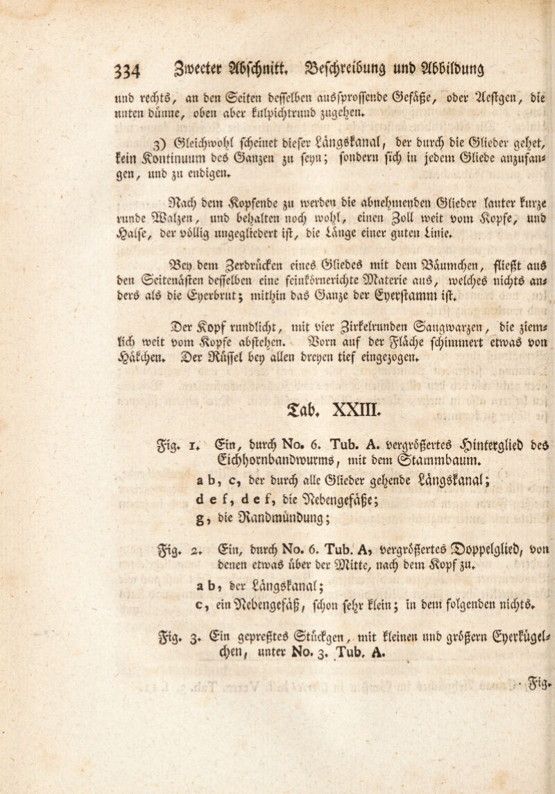 unb ni)t§, an ben ©eiten beffelben audfprojfenbe ©ef&ße, ober hefigen, bte nuten banne, oben aber fulpidjtrunb jugefj'em 3) (55Ietd^n>o%I fdfjeinet btefer Sängdfanal, ber burdfj bte ©lieber ge|et, fein Kontinuum bed ©attjen ju fet;n; fonbern fiel; tu jebem ©liebe anjufan* gen, unb ju enbigem 9lad^ bem Äopfenbe $u merben bie atmefmtenben ©lieber lauter furje runbe 5öaljen, itnb bemalten nod; wofjl, einen 3°^ weit fcom $opfe, unb Jgalfe, ber t>6Uig ungegliedert tfi, bie lange einer guten ltnte* / . J ; V r - - 83et) bem gerbrucfen eined ©Itebed mit bem S3dumcf)en, fließt and den ©eitenafien bejfelbeti eine fcinförnertdfjte SJlaterie aud, meldjjed nidf^td an* berd ald bie ©perbrüt; mithin bad ©anje ber ßperftamm tjk. Ser Äopf runblidjt, mit hier ^trfelrunben ©augwarjen, biedern* M) weit t>om Ä'opfe abjie^em 93orn auf ber gdadj^e flimmert ettoad bon $aM;em Ser Büffet bep allen brepen tief etngejogem tat XXIII. 3*tg. i. ©in, bttrcf) No. 6. Tub. A. Pergr6$erteö dpuiletgiieb be6 (Std)()ombanDantnn0, mit bem (Stammbaum. ab, c, bei* burcfj «He ©lieber geljenbe Sättgöfanal; d e f, d e f, bie ‘tftebertgefäfje; g, bie Dianbmuubung; $ig, 3. ©in, bnrctj No. 6. Tub. A, bergrSgertee Soppelglteö, Pott ; / benett etmaö über ber Witte, nadfj bem $opf j«. ab, ber £<mgPfanal; c, ein Sftebengcfdfj, fei; cm fe^r Kein; in bem folgenben nidjtS. $tg. 3. ©in gepregteö ©tuefgen, mit Keinen unb grbgern ©peUüget* d)ett f unter No. 3, Tub, A.