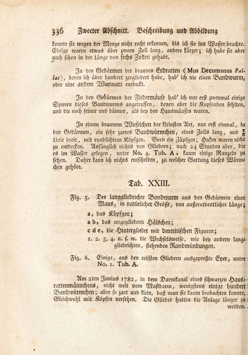 formte fte wegen ber SDtenge nidC;t redjt erfertnen, big id) fte ing SQSaffev brachte* ©nfge waren etwag über jween goll lang, anbere furjer; xd) habe fte aber and; fd)on in ber lange bott fecfyg Rollen gehabt Sn ben ©cbdtmen bev braunen (Jrötatten ( Mus Decumanus PaU las), bereit id; über Rimbert jergliebert habe, hab’ id) nie einen SSantWUtm* ober eine anbere 2Burmavt entbedft. i ' . Sn bctt ©eSdrmett ber $let>ermdufe f)ab’ xd) nur erft jroe^mal einige ©puren biefeg 93anbwumtg angetroffen, beneit aber bie Hopfen ben fehlten, unb bie nod) feiner unb bünner, aig bei; ben ^au^mdufen waren* S« einem braunem (2Btefeldjen ber fleinffcen Art, nur erft einmal, ttt ben ©ebdrmen, ein feljr jarteg ^anbtt)ürnid)enf eiltet gottg lang, unb § linie breit, mit runblid)tem $5pfgen. SSorn ein ^dpfgen; $a?en warennid)t ju entbecfen«. Anfänglich nicf)tg bott ©Hebern; nad; 24 ©tunben aber, bie eö im Söaffer gelegen , unter No, 4* Tub. A , Saum einige CRunjeln ju feiern £)af)er fann id) nid)tg entfärben, ju weld)er ©attung biefeg Sßurrn* djen geübte. m xxiii. 3:ig. 5. Set langgliebtickte SSanbwuttn attg ben ©ebdrmen einer SD?au^; tn natürlicher ©tbgb, bon augerorbentlidjer lange; a, bag 5?opfgen; ab, bag ungeglieberte ^dlgdjen; cde, bie $intergltebet mit bentritifdjen Sfigurett; 1* 2. 3* 4«. u. f w. bie 5äJed)feBweife, wie bei) mtbern lang# gtiebrid)ten, <Ie^enben OvanDmünbungen. 5*tg. 6* Einige, aug ben reiften ©liebem auggep regte (Jperf unter No. 1* Tub. A. t Am aten Sntttug 178a, in bem Sarmfanal eineg fd)war$ett Jpati^ rattenmanncfjeng , nid)t weit bom SJtaftbarm, wemgfteng einige l)unbert 33anbimirmcf)en; aber fo gart unb flein, bag man fte Saum beobachten fonnte. @leid)wol>l mit Hopfen herfe^en. Sie ©lieber Ratten bie Anlage langer ^u werben.
