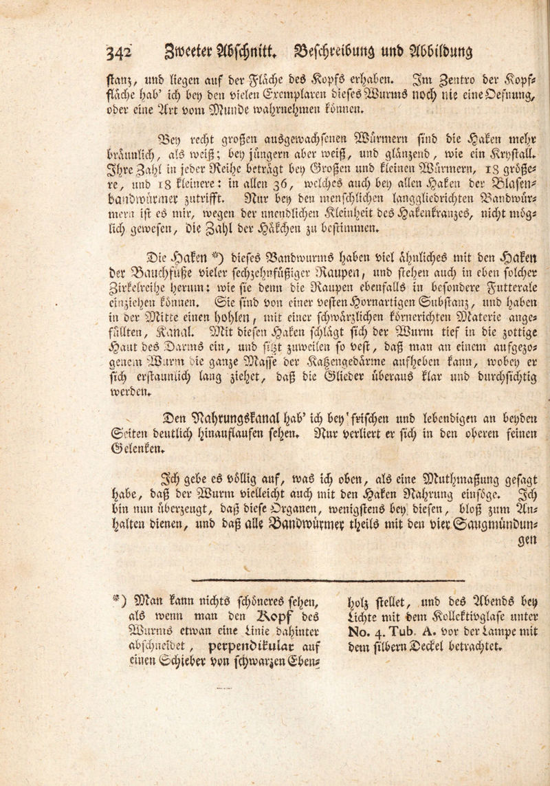 ftan$, unb liegen auf ber $tad;e be3 ÄopfS ergaben. gentxo hex Äopf* flache l;ab’ id; bei) ben Dielen ©mnplaven btefe^9B«rmd noef) nie eineOeftmng, ober eine %xt Dom 3®unbe wajmtefymen fbnnem Sei) red;t großen auSgewad;fenen SBürmern fmb bte Saaten mehr br&unlicf), aföwliß; bet) jungem aber weiß, unb gl&njenb, tute ein $rpf aUL S^reSaf^ in jeber Steife betragt bet) ©roßen unb {(einen SBürmern, 13 großem re, unb 18 Heinere: in allen 36, wc'ldjcö and) bet; allen dQctitn ber Sßlafen* banbmurmet4 jutrifft. 9Zttr bei; ben menfdjlid;en langgltebrid;ten Sanbwür* titern tft eb mir, wegen ber unenbltd;en Ä(eiul;eit bep ^afenfrau^cp, nic^t m5gs lid; gewefen, öle §al)l ber ^Sieben ju bcjiimmetu Sie Jpafen *) biefep 83anbwurm$ fyabett Diel i^nlid^eö mit ben geifert ber 93aud)füße Dieter fed^ef^nfußiger Staupen * unb fielen aud; in eben fold;er gtrWmfje herumx wie fte beim bte Staupen ebenfalls in befonbere Futterale cinjte^en 66nnem ©ie fmb Don einer Defett Kornartigen ©ubjlanj, unb l^a&ett in ber SJlitte einen t>ot>ten f mit einer fdjjw&rglidjen fbrneridfen 5)£atcrie äuge? füllten, ÄanaL SSlit biefett $afen fd;lagt ftd; ber SBurm tief in bie ^ottige $autbe£ Sarmö ein, unb ff|t §uw eilen fo Def, baß man an einem au fgejo* genem döurm bie ganje SDlajfe ber ^afengebarme attfljjeben fann, wobet) er ftd) erjtatmud; lang sieget, baß bie ©lieber überaus flar unb burd;fid;tig werben*. v Sen ^a^)tUttg£Eana^()ab, xd) bep!frifd;en unb lebeubtgen an bet)ben ©eiten beutltd; f2inaußaufen feiern 9tur Derliert er ftd; in ben oberen feinen ©elenfem 3d; gebe e6 Dbllig auf, wa6 id; oben, ald eine 5Phttf;maßung gefagt Ijabe, baß ber 3Burm Dietleid;t and) mit ben $afen Störung einfbge*. ^d) bin nun überzeugt, baß biefe Organen, wenigjienP bet; biefett, bloß jum %x\t galten bienen, unb baß alle 33anbmütmet tfceild mit ben Pier ©augmunöum m *) Adlern {ann nid)t$ fd)5nere£ fcfyett, cd$ wenn man ben Kopf be3 SBurntö etwan eine linie baljnntet abfd;neibet, perpen&ttulac auf einen ©d;tebet Don f$warjen @£>en? l;olj feilet, unb be6 2lbcnb£ be^ lid;te mit bem ^olleftiDglafe unter No. 4. Tub, A. Dor ber lampe mit bem ftlbern Secbel betrachtete