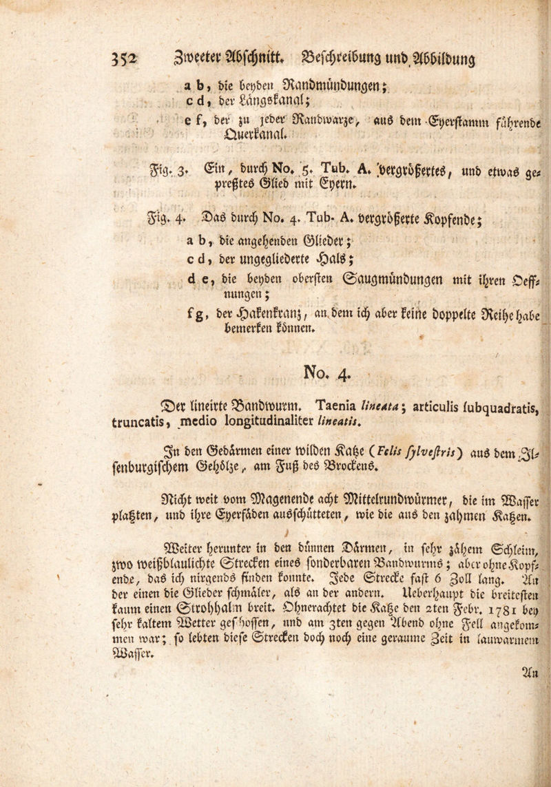 3 $2 Slbfdjmft. S3efd)ret&mtg mtb, Slbbilbung ab, bie betj&e« ÜUtttbmtttlbungett; c d, ber Üättgofanat; ef, ber }u jeher SRanbroärje, «ttö bem©öerft«mm fuftrenbe CiuetFamil. ©8*.3» ©«■/ feuvcf) No. 5. Tub. A. [betgtofetfe*, ttttb ttotf ge* preßteö ©lieb mit 2t)ert;. g-ig. 4. EDaö burcf; No. 4. Tab- A. öetgtbjjette Sfopfenbej ab, bte attgegenben ©liebet; cd, ber ungegliebette $alö j d e, bte bctjbett oberflen ©flugmunbuttgen mit igren £>ejf* nuttgen; fg> ber ^aEenftanj, att.bem i<g «ber Feine hoppelte CKetfjc gäbe bemevtett Fönnen. No. ,4. ©et litteitte 3$anbtOUtm. Taenia liueata ; articulis lubquadratis, truncatis, medio longitudinaliter lintatit. bett ©eb&rmen einer milbett Äctge (Felis fylveßris) «uö bem %U fenbutgtfe^em ©egblje, «m guß beö 23rocfenO. 31iif;t weit Oom Sfftggenenbe adf;t SOFiftelrunbttutmet, bie im 2B«ffer plagten, uttb if^ve ©gerfdben auOfdjutteten, wie bte attö bett jaljmett lagern / ' SEBetcer herunter in ben btutnen ©»Armen, in fegr j&gem ©cgleim, jtoo tbetfblaultdbte ©trecFen etneö fonberbaren 93«nbantrtitö; abcrogtte.^opf* enbe, baö icf> nirgenbö ftnben Foitnte. 3e&e ©trecFc fafl 6 lang. 2ln ber einen bte ©lieber fdjntaler, alb an ber anbertt. Iteberganpt bie breitefieu fattm einen @ttol)l)(tlm breit. Ogneracgtet bte $age ben ateit 3rebr. 1781 bei; feljr Faltern SBetter gef buffen, ttnb atn 3ten gegen 2lbenb olmc $ell angelernt* mett mar; fo lebten btefe ©treten boeg ttoeg eine geraunte 3eit in lauwarmem Söaffcr. 2fn