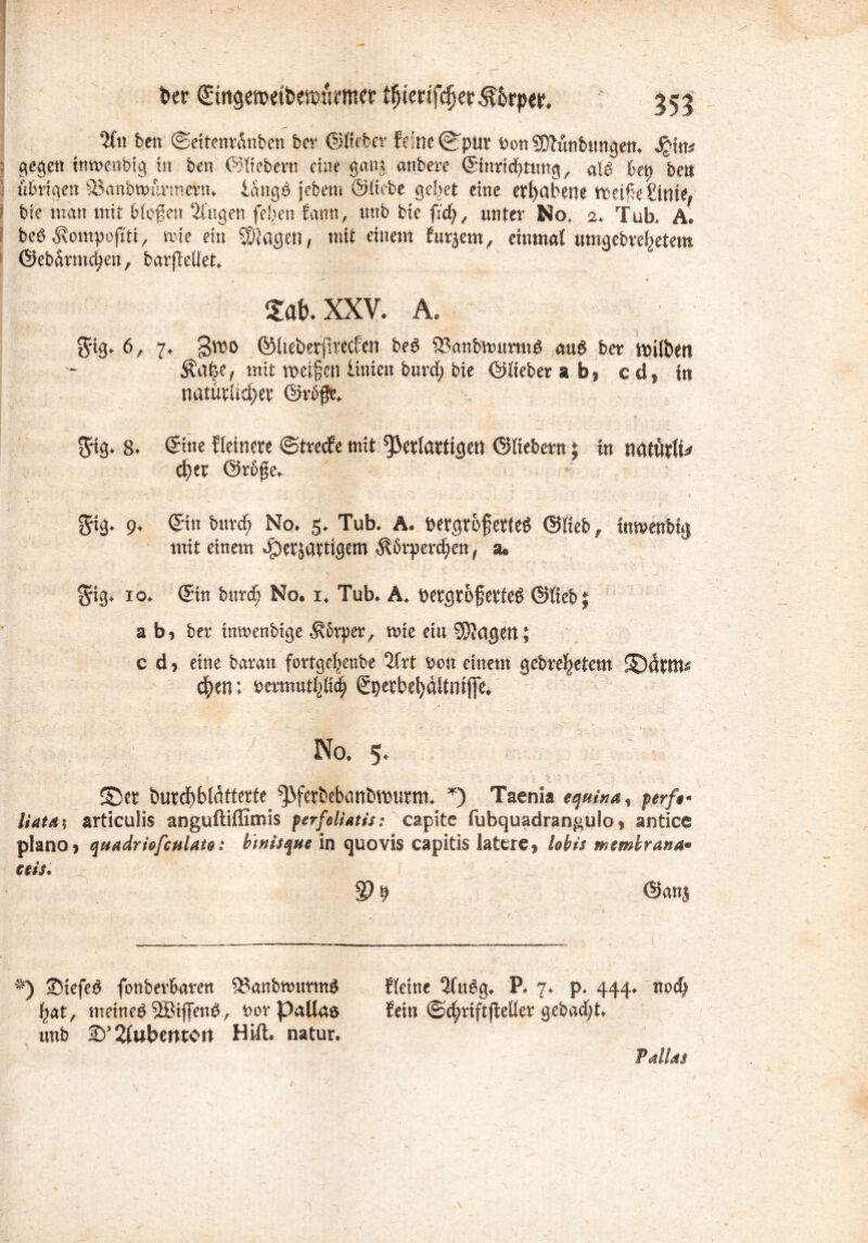 t>er €'tngenwbwnrm?r lhienfcfjer^6rper. 353 '2(n bcn ©eitenrünben ber ©lieber feine (Spur bon SDlünbttngen. S?mt 5 gegen inwenbig in ben ©ticbern eine gan§ anberc ©inrichtnng, ate btt) bet» übrigen SSanbrnürtnern. lange jebent ©liebe gebet eine erhabene tbcifieiÜnie, bte man mit biogen Gingen felien fatitt, unb fcie fleh, unter No, 2. Tub. A. beS Kompoftti, nie ein SOiagett, mit einem futjem, einmal umgebrebetem ©ebarmchen, barfMet. £af>. XXV. A. gig. 6, 7. greo ©lieberprecfen beö iBanbwnrmS aue ber tnilben Äape, mit meinen litüen burd; bte ©lieber a b, cd, in natürlicher ©rüge. * ' I • - • — ’ • $ig. 8. Sine fleinere ©tveefe mit ^erlarttgen ©liebem; in natürlü eher ©rüge. gig. 9. Sin burdf; No. 5. Tub. A. petgroftetlee ©lieb, imvenbig mit einem dpetjarttgem Körperchen, su $ig. 10. ©in burch No. 1. Tub. Ä. bergrojjettee ©lieb; ab, ber inmenbige Körper, wie eiu lagert; c d, eine baran fortge|enbe 2Crt bon einem gebreitetem ©üfttl* chen; bermuthlich Spetbd)ältmfle. No. 5. ©er burdhblütterte ^ferbebantwurtn. *) Taenia equina, perff Hat4; articulis anguftiffimis perfeliatis: capite fubquadrangulo, antice piano, quadriofctilato: b'tnisque in quovis capitis latere, lobis membrana* eeis. 99 9 ©nnj *) ©iefeö fbnberbaren 9?anbmnrmö fleine “Krieg. P. 7. p. 444. nod» tat, metneö SBiffenö, bor Pallas fein ©chriftpeller gebadet, unb 2lubenton HUI. natur. Pallas