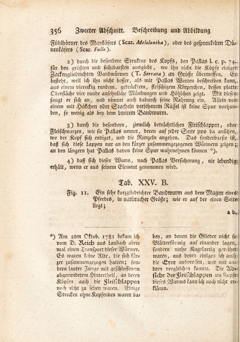 $äl)N)&rn.tt bc6 SftanMferS (Scan Melolontba), ober be£ gefprerifeiten ©ö* nenfdfw (Scar. Fhüo ), a) burd; bie befbnbere ©truftur beS ^opf$, ben ^a!la3 1. c, p. 74», für ben größten unb fid;tbarßen anegiebt, wo tf;n mcßt bie &bpfe einiger: gacfengliebrid)tcn ©anbwourmer (T. Serrata) an @roße über treffen, (Sri befielt, weit xd) i^n nid;t beffer, a!3 mit ^allaä 2öorten befc^retben Eann„ au^ einem oiereefig rttnbem, gebrachtem, fletfdßgem <Körperd;en, beffen plattem Cbcrßad;e Pier runbe anfebtdid)e 3Jlunbungen unb ^b^fdjen ^eigt» btefen fangt er fidj an, unb nimmt and; babureb feine 9la^r«ng ein, 2flfein pon einem mit J£)äfd)en ober ©tackeln Perfel)encm fRüfjel iß feine ©pur Pot^an? ben, fo wenig aU bei; bem bveitetn 33anöwutm» 3) burtb bie befonbern, jiemlid^ betrdd)tlid;en 'Jleifcfjlappen f ober ^letf^warjen, wie fie s]3alla£ nennet, bereu auf jeDer ©eite jmo ba anß'&en, wo ber $opf ß'd; enbtget, unb bie SKun^etn ange^en. 2)a£ fonberbarße iß, baß fid; biefe lappen nur an ben fürder jufammenge^ogenen SBurmern geigen;; m ben tangern I;at Q3alla6 baPon feine ©pur wai;rnel;men fonnen **)♦ 4) baß ßd; biefer 93$urm, nad; 5)3alia$ SSerßcfjerung , nie lebenbtgs erhalt f wenn er au£ feinem (Element genommen wirb» <lah. XXV. B. fftg* !!♦ (?tn fefyr furjgüebrtdßer 33anötPUrtn bem lagert eineö? ^Pferbeg, in natütüd^er <Sr6ge; wie er auf ber einen ©eitet liegt; a b. ‘) ^Cm 2ten Cf tob» 1781 befam id; Pom ©♦ Äetcb au£ laubad) aber? mal einen £ranfport biefer löarmer» ©3 waren taue ‘dtte, bie ßd; Ilm 5er jnfammengejogen batten; fon? bem lauter ^unge mit gefdjloffenem abgerunbetem jjintertbctf, an bereu Ä&pfen and; bie ^^tfcblappen nod) uid;t 311 {eben waren, (Einige ©treefen obnedxopfenben waren ba? bei), an benen bie ©Heber nießt fo 93tdtterf5rmig auf einanber tagen, foitbern mehr Äugetartig gerdbet: waren, au$ bereu einigen Id; and; : bie )£^et auöpreiTen, unb mit an?u bertt Pergfetdrm foitnte» ®te 2lb? ■ ftebt öer^etfcblappen amdlopfe biefe$ döurmb fann id; nod; nid;t er? 1 fldren»