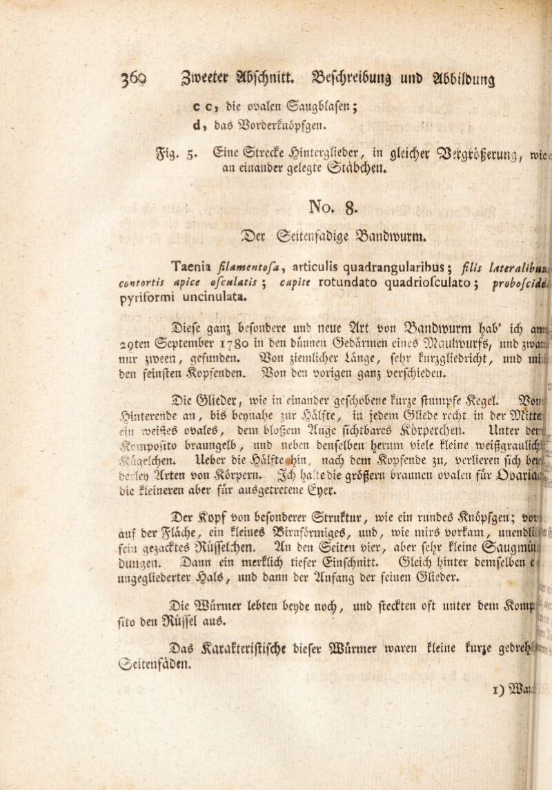 CC) Me oralen ©attgblafen; dj baS SorberEnbpfgen. 5. (Sine Strafe J&intcvgKebcr, in gleichet QStfgt&fenwg./ me an einanbcr gelegte ©tdbcfyett. No, 8* ©er ©ettenfabige 35anbwuwu Taenia filamentofa, articulis quadrangularibus; fills Uteralibm eontortis apice ofcuUtis \ capite rotundato quadriofculato; probofcide pyriformi uncinulata. Stefe ganj befonbere unb neue Siet non SanbtiMlrttt ^ab’ tdf; atr a9ten ©eptember 1780 tn bett bunnen ©ebartnen eines 93iaulft)urfS, mtb-jwar nur jroeen, gefunbetn SSon jiemlidjer lange, fefor Eur^gliebric^t, unb tni bett feinten Äopfenbetu ®on bett vorigen gattj nerfdjiebett. Sie ©liebet^ wie in etttattber geflohene Eurje fhtmpfe Äeget' SSoti fptnterenbe an, bis beinahe jttr ^alfte,. tu febettt ©liebe redjt in berSDEtitd ein weites onaleS, bettt bloßem ?fuge ftdjtbareS Äorperd)en. Unter bet Äompoftto braungelb, unb neben benfetben fyerum niete Steine weifgraultdp S\nge(c^em Ueber bie $dlfte #^in; naef; beut $opfenbe ju, verlieren ftd) bet beriet) Wirten non Äärpern* l^altebie grßfern braunen onalett für Önatid Me kleineren aber für ausgetretene €t)et* Ser Ä’opf non befonberer ©truEtur, wie ein runbeS Änbpfgen; not'? auf ber^l&cfye, ein SletneS 25irnf6rtntgeS, unb, wie mirS norfam, unenblifi® fein ge^acfteS 3^üjfeld)ett* 2fn ben ©eiten Mer, aber fefyr fleine ©augmül buttgett. Sann ein merElid) tiefer (5infc£)nitt. ©leid) ftinter bemfelben e ungegtieberter $alS, unb bann ber Anfang ber feinen ©lieber. Sie SBurttter lebten bet)be nod;, unb flecften oft unter beut ^ontf fi'to ben Ütujfel aus. * SaS $ataEtettjfifd(>e biefer SBurmer waren Eieine Eurje gebrefc ©ettenfabem 1) 2Bai