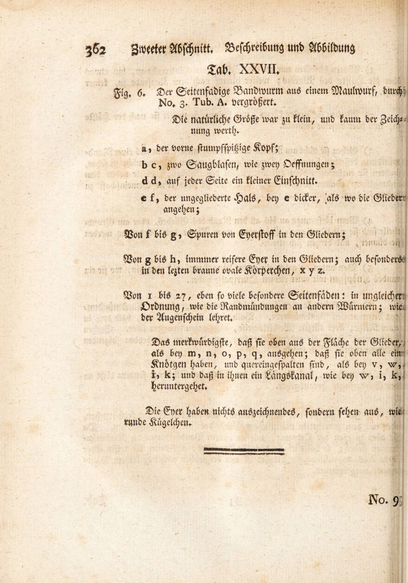 %&2 £töfd)mU SSeföretfutta Uttt» SftWbutta m XXVII* gtg* 6, ©et ©eitenfabige SBanömutm au$ einem Maulwurf, bur<^ No„ 3. Tub. A. bevgrofett. ©ie natürliche ©r$ße mar 51t flein, unb Jaum ber geiä)* nung mertf;* a) ber ^ctne flum^ffpt|ige ^opf; b c, jmo (^ausblafen, mie ^met; Öeffnungen 5 d d, auf jeber ©eite ein {(einer ©nfchnttt. cf, ber ungeglieberte bet; e bicfer, ’aB mo bie ©lieber angelten; . ' - ‘ ?•■•''•■' , - : • ' •• - ; r -? • ' j ÜSost f ti6 g j ©puren t'on (Jpeeftoff in kn ©liebem; i •• - t»1 - f i-a H y I i I: * * SSpn g bt6 h, tmmmer reifere (Jpep tn bett ©fiebern; mtd) E>efonber& in ben lebten braune oPaie Ä’övperc^etl, x y z. ' ? *1 ^ ' i ^ r ■ -S , v - J j j jjSp'i I ©ott 1 bi$ 27, eben fo biele befonbere ©eftenfdbent in ungleicher: sOtbnung, mte bie Dianbmunbungen an anbern ^Barmern; wie ber 2Cugenfcf;em (ehret. ©a$ merfwurbigffe, baß fte oben m$ ber ^fac^e ber ©lieber/ aB bet; m, n, o, p, q, aiBgel;en; baß ft'c oben alle ein Än&tgen fyaben, unb quereingefpalten ftnb, aB bei) v, w, i, k; unb baß in ihnen ein Sdngbfanal/ mie bet; w, i, k, heruntergehet. t _ ; ©teilet tmbcft «icfjtö anöjeidfjnenbeö, fenbern fe^eti au6, nie Wbe ^ügeidjen,. No. 9 /