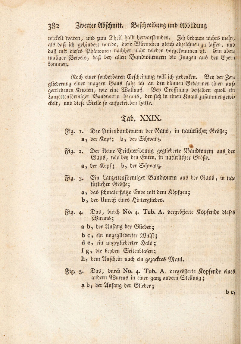3§2 Smeeter Sföfcfjtutk SBefcfjrei&uttä unb 9tö&ifbtM$ ndcMt'maten, unb jum S^eil fycdb fyettotfhmben. 3$) Gebaute ntd)td tnel^t, ald baß td) gefßnbert nmtbe, tiefe Sßutmdjen glcid^ al^eidjnen (affen, unb baß mit btefed Phänomen nadpet nid)t tttebet botgefommen ifL (Sin ab et* malig et föewet^, baß bep allen ^Sanbituvtlieui bie ^nngen and bcn (Spetn fotnttteiu 9Iod; einet fonbetbaten (Stfdjetnung null td) gebendem 93ep bet getd gliebemng einet magettt ©and fal^e xd) an bett bannen ©ebdtmen einen aufs; getriebenen Änotett f n>ic eine SBadnuß. 33 ep (Srojfnung bejjelben quoll ein iarqettenfimmget SBanbnmmt J)etaud, bet ftd) in einen 5\naul jufammengemi* clelt, unb tiefe ©teile fo aufgetrieben l^atte^ \ XXIX. gug. x. ©et Stmenknbmutm bet ©anö, in natürtid)ev ©rbße; a , bet $opf; b, bet ©d;man^ % §*ig. 2. ©et Keine ^ttc^tetfottntg gegliebette 55anöft)Utttt audpet ©and, tvie bet) ben ©nten, tu natütltdjet ©tbße* a, bet^opf; b, bet ©dtmanj. 2ng* 3. ©tt Sanjettenfotmiget SSanömuvm and bet ©and , in tütlid)et ©tbße; äi bad fd)male fpif e (Snbe mit bem $5pfgen; b, bet Umtiß eineö ^intetgliebed. $ig. 4. ©ad, butd) No. 4. Tub. A. betgtbßette <^opfcnbe btefed SÖutntd; a b, bet Einfang bet ©Hebet; b Ci ein ungegliebettet 9öul$; d e 1 ein ungegliebettet ^>ald; f g, bie bepben ©eitenblafen; h> bem 2tnfc§etn nad) ein ge^aclfted 9)?aub 5. ©ad, butd) No. 4. Tub. A. Dergrbßette Hopfen be euted anbetn 5Butmd in einet ganj anbetn ©tedung; ab, bet Anfang bet ©liebet; b c>