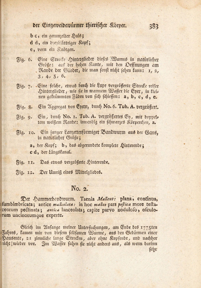 1 tw C'ttigettKt&eftmrttw tfymfän 383 b c j ein geringelter SgaU} d d, ein brepblattrigcr $opf; e, vorn ein Änötgen. gig. 6. Sine ©träfe ^mtttgliebev t>fefe6 ’3Bnrm$ in rtrttutliclf)ev (Srbße: auf ber l^ofyen $attte, mit ben öeffnungen am . CKanbe Der ©liefet/ Me man fottß nid;t fc^en Sann: i, 2, 3 / 4 / 5 r gig. 7. 6une feiere, etwa6 bttrdj bie fupe Vergrößerte ©treefe reifer dpmtet^Heöer, wie fte in warmem Sffiaffer bte Spet*/ in fkU nen gebrummten gaben Von fid) fließen: a, b, c> d, e* gig. 8- Sin Aggregat von Spewt, burd) No. <5. Tub. A. Vetgtbßetf. gig. 9. Sun, bnrcf; No. 1. Tub. Ä. vergrößertet So, mit boppet* tem weißem £Kanbe: ittwenbig ein fdjwarjeS «Körperchen, a. 1 * gig. 10. Sun junger fanjettenfbtmtget SSanbtvutm m$ ber ©atit* in natürlicher ©rößej a, ber «Kopf; b> bat abgenmbete bomplete ^interenbej cd, ber iangtfanal. gig. 11. «Dat etwat vergrößerte ^interenbe* gig. 12+ 2)er Umriß einet SÄittelgliebet* No. il ©« «&ammetb<W&WUVm» Taenia Malle us: plana, continua» fumbimbricata; antice mulUolata: in hoc malle0 pars fofliea more tefta- reorum peftinata; antka lanceolataj capite parvo nodulofo* ofculo- rum uncinorumque experte* @leicß im Anfänge meiner Unterfucßmtgen, am Sttbe bet 1775ten usafpret, Samen mir von biefem feltfatnen SßSurme, aut ben ©ebarmen einer ^autente, 21 -ßemlidjc lange ©treefen, aber o^ne $opfenbe, tmb nadtßer tid;.t [wieber vor. gm SÖaffer fallen ße ntd;t anbert aut, alt wenn bartttn