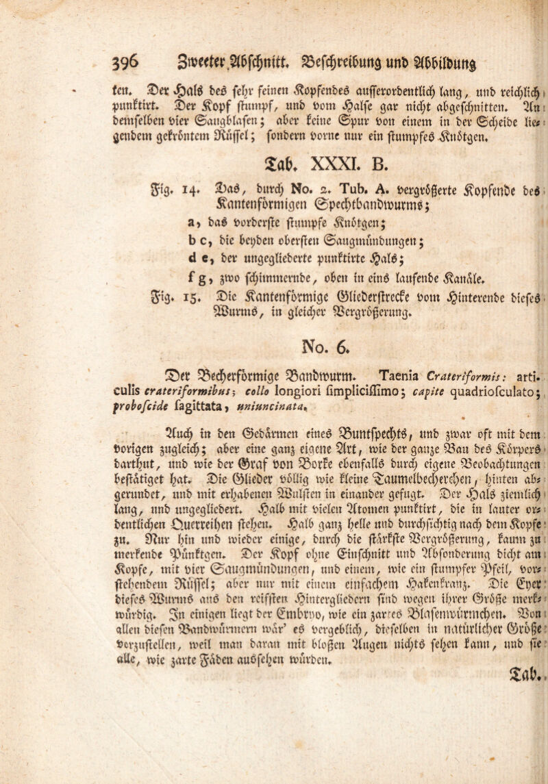 fett. Set beß fefyr feinen .Kopfen&eö aufjerorbentltcf) lang, unb reteftfte^ i punftirt. Ser Äopf fhttnpf, ttnb Pom ^affe gar maßt abgefdjmtten. 3fn bemfelben Pier ©augblafen; aber feine ©pur Pott einem üTber ©cfyetbe lies genbem gefrontem SÄuflel; fonbern Porne nur ein ffumpfeö Änbtgcn. £at>. XXXI. B. fttg, 14. Saö, bitrcf; No. a. Tub. A. pergrbgerte ^opfen'Oe beö K'amenforniigeti ©peclHbantwurms; a> bas porberffe ffuntpfe .fenotgat; b c, bie bepben oberffen ©augmüubimgett; de, ber ungeglteberte punftirte ^alö; f g, jwo fc^tmmernbe, oben in einö laufenbe banale. $tg. 15. Sie Äantenformige ©[tetwjfrecfe Pom Jpinterenbe biefeö Siöurmö, in gleicher SSergrofjerung. No. 6. Set $Sed)efft>pmige SSantwuem*. _ Taenia Crauriformis: arti. culis erateriformibus■, collo longiori fimpliciffimo; capite quadriofeulato; frobofeide fagittata j unittneinata.,  • * Und) in bett ©ebarmen rittet 33utttfpedE)t$ / tmb gtoar oft mit bem tjovtgett ä«gletd£j; aber eine ganj eigene %Xtt tote ber gattje 53au beP Äßrperö bart|mt, tmb tote ber @raf Von SBottC ebenfalls burd? eigene ^Beobachtungen betätiget hat ©ie ©liebet Oollig toie Heine ^aumelbec^erdjen, hinten ah germtbet, ttnb mit erhabenen SBulffen in einanber gefugt ©er siemlicfj lang, ttnb ungegliebert Sjalbmit fielen 2ftomen punftirt, bie in lauter er* bentlicf;en öuetwfyen ftefyetu tyalb gattj belle uub bitrd^frd^tig nae^ bemÄopfe jtu 9tur bin unb toieber einige, burdfj bie ffcarffle Sergrßfertmg, fantnjn merfenbe ^Jünftgem ©er j\opf oljne ©nfdf;nitt unb ‘H'bfonberung btdjt um $opfe, mit Pier ©rtugmünöungen, tmb einem, toie ein ffmttpfer f)feil, Oor* fie^enbem Dtfiffel; aber nur mit einem einfachem J&afenfrattj* ©ie €*per biefe6 53$ttrm6 au$ ben reiffien ^intergtiebern ftnb toegett ihrer ©rßge merfe tourbig* einigen liegt ber ©itbtpo, toie ein jarreö 33(afemt>urmrf)en» Son allen biefen ^tnbtounnern toar’ ep Oergebfici), btefelben in natürlicher ©rbfe Oer$uftellen, toeil man baran mit biogen Gingen ntcf;t# feljen tarnt, tmb fte ale, toie garte §aben auPfe^n tourbett m,