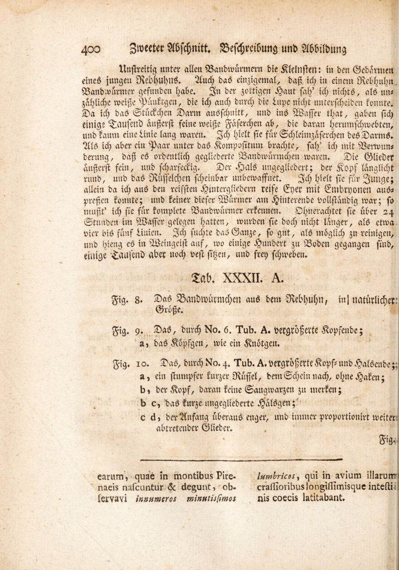 Unflreitig ttntct? allen 83anbmürmeru bie ^lefnffen: tu berr ©cbürmett etned jungen Ülcb()Ul)nd* 2lud) bad einigemal, baß. id) in einem Sieben ®anbmürmer gefunben f^abe* 3U ber jottigen ijaut fa^? id; nidjtd, atd un* %al}lkl)Z weiße ^XmStgen, bie id) aud) burd) bic lupe md)t unterfd)eiben Sonnte* Da id) bad @tüoSd)en Darm audfd)nitt, unb ind 58>affev tßat, gaben fid) einige ^aufeub außerfl feine mäße gafereßen ab, bie baran fyerumfeßwebten, unb Saum eine iinie lang waretu 5d) Ijielt fte für @d;leim^aferd)ett bedDarmd. 2(ld id) aber ein ^>gar unter bad ^ompofttum bpgd)te, faff id; mit 9$erwun* berung, baß ed orbentltd) geglichene 93anbwurmd)en mar cm Die ©liebet dußerß fein, unb fd)arfed% Der Jpald ungegliebert; ber Äopf langltdd umb, unb bad Dvußeld)en fd)einbar unbewaffnet j^d) fgtelt fte für gütige; allein ba id) and ben reifften ^tntergliebern reife (Sper mit &nbri)onen and* preßen Sonnte; unb Seiner biefer 38armer am ^interenbe Oollßanbig mar; fo mußt’ id) fte für Somplete 33anbmurmer erSennetn ©f^trer ad) tet fte über 24 ©tttnben int SBafler gelegen Ratten, mürben fte bodj nid)t'langer, ald etma Dier bis fünf liaietu 3'd) fud)te bad@attje, fo gut, ald mSglid) $nreinigen, unb fjteng ed in 38eingeiß: auf, mo einige Rimbert $u SSoben gegangen fmb, einige ^aufertD aber uod) oeft jtgert, unb frei) fä)mebetu m xxxil a. 5*ig. 8. Dad 33anbiwrmd)en aud bem $iebl)u()n, in] natürlidbet: ©rbße* gig* 9. ©ad, burd^ No. 6. Tub. A. bergtoßerte ^vopfenbe; a > bad $6pfgen, mie ein ^notgetu g-ig. 10+ ©ad, burd) No. 4* Tub.A. vergrößerteÄopf^ unb ^aföenbe;; a, ein fSumpfer Surjer Muffel, bem©d)etnnad), of2ne Ojjaben; b 1 ber $opf, baran Seine ©augwarjen ju merSen; b c, *bad Surje ungeglieberte ^aldgett; c d* ber SCnfang uberaud enger, unb immer proportionirt weiter abtretenber ©liebem . camm, quae in montibus Pire- lumbricos, qui in avium ülarum naeis nafeuntur &: degunt» ob- crafGoribuslongiffimisquc intefti- [ervavi innameros minutisfimos nis coecis iatitabant.