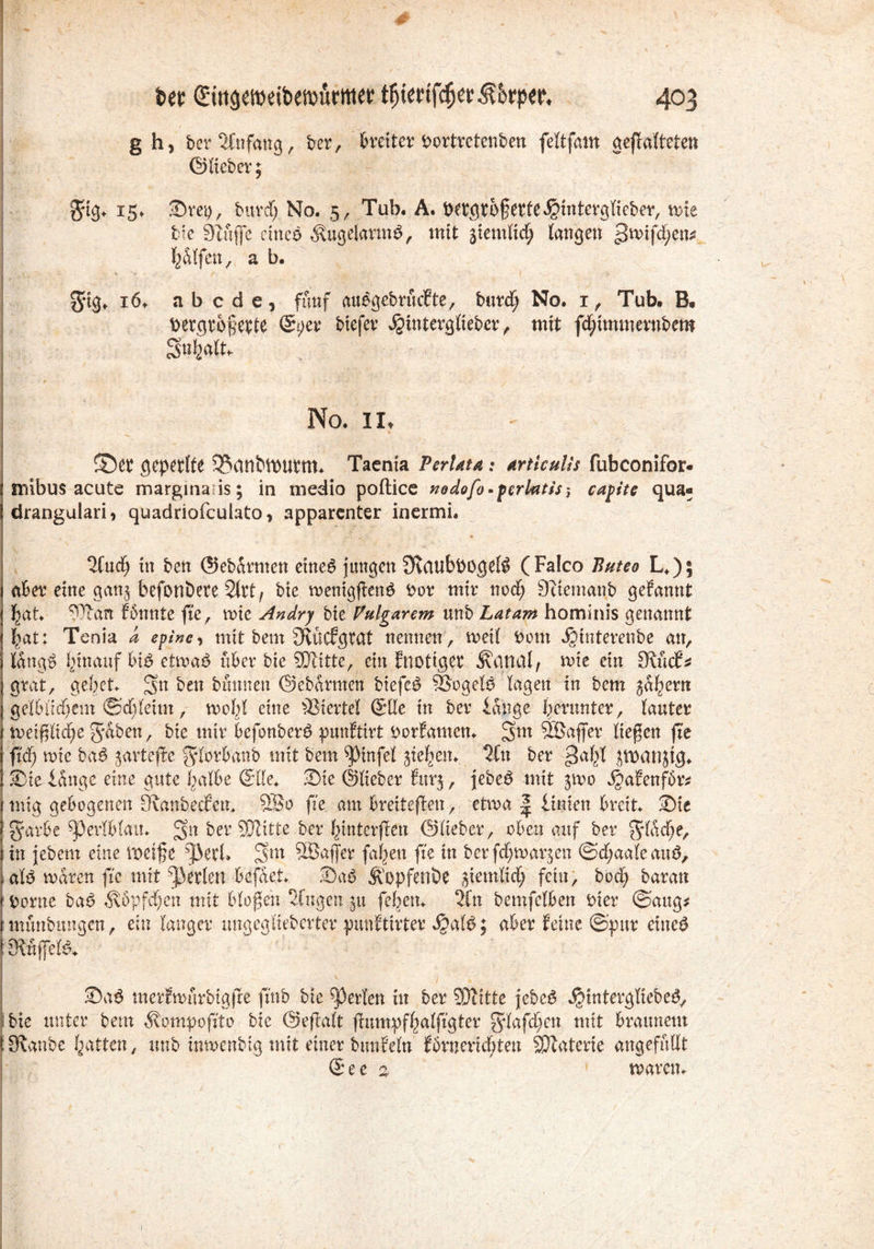 : - - ' , ' , I v ' ■ > ~ I ^ *' , . 4 ■' f bet <5iitäeweit»en)urmeH^edf($ei;^^pet‘. 403 g h, ber Anfang, ber, breiter Portretenben feltfam gehafteten 1 ©lieber; $tg. 15. Sret), burd) No. 5, Tub. A. petgtüferfe^interglicber, wk bie 3Iuffc eincg ^ugeiarmg, mit ziemlich langen hälfen, a b. $tg* i6t ab cde, fünf aubgebriufte, burclj No. 1 , Tub. B. t>er^t:o§e^te ©per biefer ^interglieber , mit fchimmernbem Söfeatk No. II, gepetlte S^iinlMPUtm. Taenia PerUta : articulis fubconifor« snibus acute margma is; in medio poftice nodofo-ferlatis j capite qua« drangulari, quadriofculato, apparenter inermi. ^fudfj in ben ©ebarmen eineg jungen ^vatlbPogeB (Falco Buteo L.); aber eine gan§ befonbere 2lrt, bie menigheng Por mir noef; Siiemanb gefannt hat. ?ftan fbnnte fie, wie Andry bie Vulgärem unb Latam hominis genannt ^at: Tenia d epinc, mit beut Ovücfgtat nennen , weit Pom ijinterenbe an, lange* hinauf big etmaP über bie SÜlitte, ein Enottger Jvanal, nne ein 3tucE * grat, gebet. 3n ben bannen ©ebarmen btefeg SSogetö lagen in bem ga^ern gelblichem ©cf; leim, molil eine Viertel ©He in ber lange herunter, lauter meifjliche 5aben, bie mir befonber^ punftirt r>orfamen. 3m SBaffer liegen fie ftd) wie ba6 jartefle ^lÄbanb mit bem ^ptnfel Rieben. Tin ber gahl JVDanjtg. Sie lange eine gute halbe ©He. Sie ©lieber fttrj, jebeö mit 31U0 4a^uf6r^ mtg gebogenen Oianbeefen. 5So fie am breiteren, etroa | iinien breit. Sie §arbe ^erlblau. gn ber SfJlitte ber hinterfteu ©lieber, obenauf ber 5‘lädje, in jebem eine vpeife ^3ecl. Sm -Buffer fahen fie in berfdf;m>ar$en ®<f>aaleau3, aB tvaren fie mit perlen befaet. Sag Ä'opfenöe ziemlich fein, bod) baran Porne bag Köpfchen mit biogen 2fugen jn (eben. 2Cn benxfclben t>xer ©ang* munbmigcn, ein langer ungegliebcrter punfthter $aig; aber feine ©pur etueg iKupig. Sag merfmurbigfte finb bie perlen in ber SOlitte jebeg jjjintergltebeg., bie unter bem $qmpoftto bie ©eftalt fhunpfhalfigter g^afc^en mit braunem 3?anbe hatten, unb inmenbig mit einer bnnWn fbrnend&ten SJlaterie angefiillt ©ec % maren.