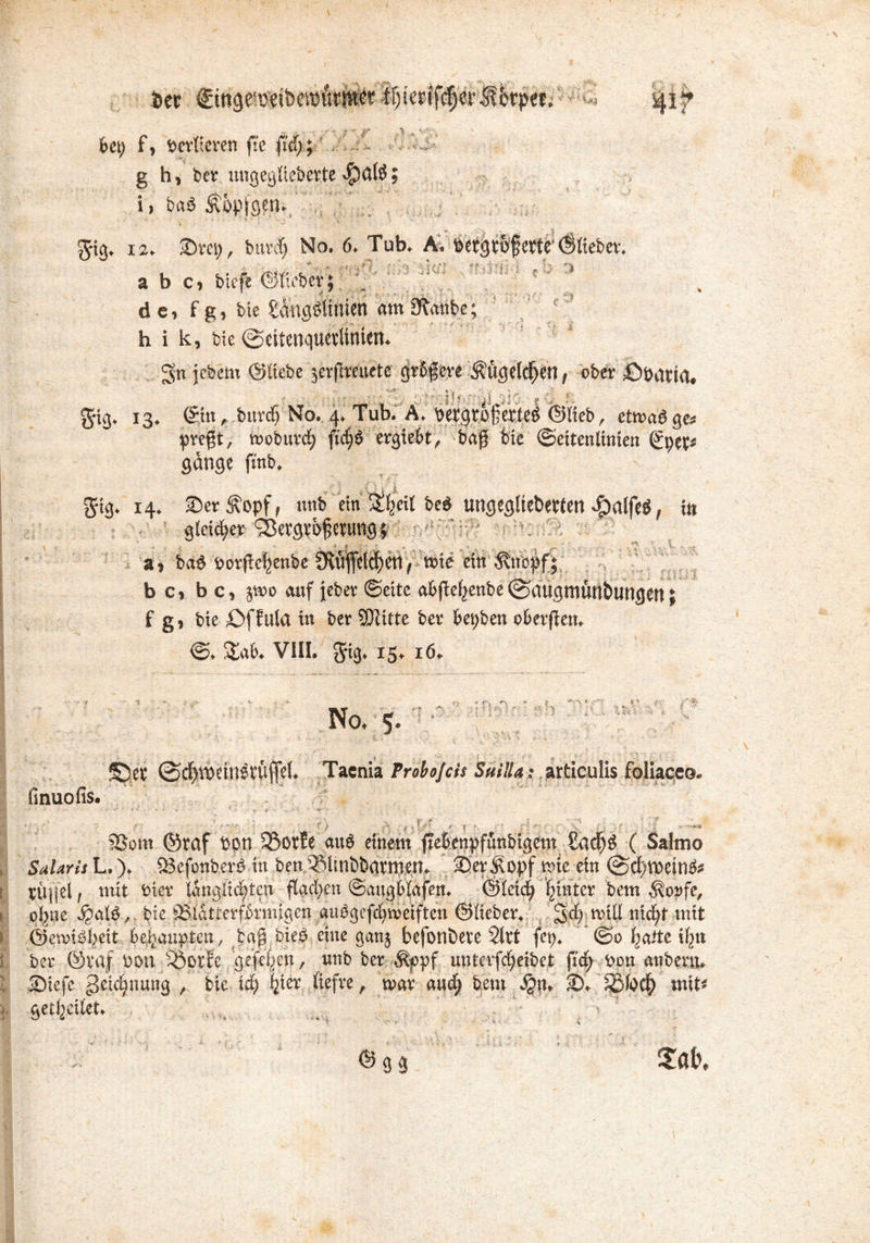 bec €inge!öeit>e»urmcf ■? iHt f -•»*» >' * > *• V* bei) f, »erlteren fte fid>; g h, ber ungeglteberte dpalS; i) baS Äoptgcn. 12. ©rep, burdj No. 6. Tub. A. bergtojjerte'©lieber. l . . f* st'*'S' c .•!''< :•. f - ab Ci btefe ©lieber; . de, f g, bie gängölinten am 9?anbe; 1 h i k, bie ©ettenquetlimen. jcbcm ©liebe jerflauete grbgcre Äügelcfjen, ober -©Örttia, J'j , ^ ‘ ./ ^ j ^ ^ 13. ©in, burcf) No. 4. Tub; Ä. Wgto§c&i ©lieb, etwas ges preßt, woburcf) ftdjS ergiebt, baß bie (Seitenlinien ßfpet« gange finb. S'%- gig- ,1 : v,-1 14. ©er £opf, nnb ein ü%il beb ungegliederten balfeö, in gleicher 93ergrs{;etung f :;f' * ,■ t ' s > a, bdS tjorße^cnbc 9lüflelcf)en/ wte ein b c, b c, pro auf jeber ©eite abflefycnbe©augmünöungen; f g, bie £>f ftila in ber SOcitte ber bepben oberßen. ©. Sab. VIII. grtg. 15. 16. r\ . *■% *1 •> »> V finuofis. No. 5. ©et ©cfjrceinstülTel. Taenia Frobojcis Suilla: articulis foüaceo. 35om ©taf Pon 35otfe auö einem ftebenpfunbigcm £ad)S ( Salmo Salarit L.). SJefonberS in ben SSltnöbannert. ©erÄopf wie ein @d;lPeinS« tüjjel, mit Pier länglichen flachen ©augblafen. ©leid) bintcr bem dborfe, olpie J§alS, bie ÜMatterfbrmigcn auSgefcfweiften ©lieber, j$d) lvill titdjf mit ©emtSl;eit behaupten, baß bieS eine ganj befondete 2lrt jcp. @0 barte iljtt ber ®raj pon ^öotfe gefefjen, unb ber %'pf nnterfdjeibet ft(b bon anbertt. ©iefe pjeidjnuug , bie idj i'ter liefre, mar and; beut Jgn. ©. mit« getpcilct. . £ßt>. ® 93