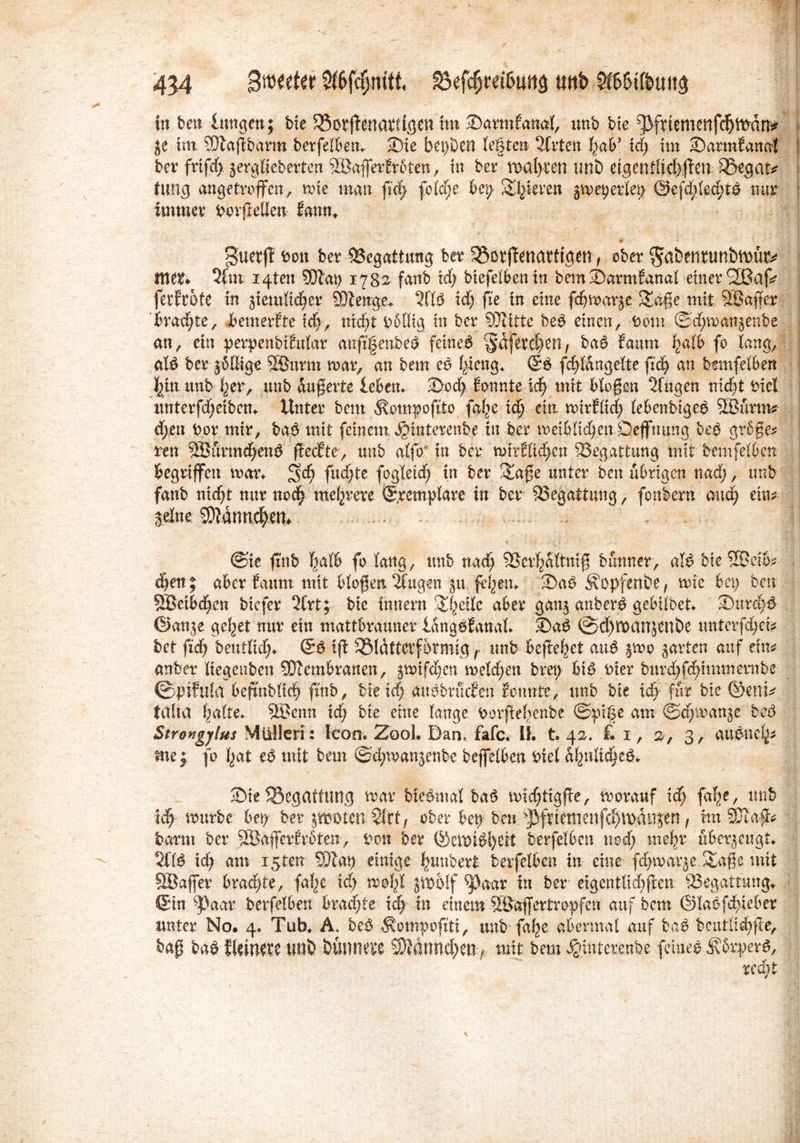 m. 434 Bmeeter Sfßfcljmtt, Söefdjretßuttj) unt> Sföfnfottit$ in beit hingen; bie SBorffenartigcn int Sannfanal, ttttb bte ^fnemettfcfjttrarr* je ttn SfJtaftbarm berfelbem 23ie bepDen legten- Wirten f>abJ id) tm ©artnEanaf ber frtfcf) jergfieberten ©ajfer Erbten, tn ber tt>al>ten unb eigentlich jteir SBrgat* Jung angetroffen, tote man fid) folcfje bet) Unteren jmeperlep @efdged;tö nur immer Porflellen Eann. • - • - * guetfl bon ber Begattung ber ^örfTenattigw, ober $a&enrunbtt)ülfc mer* 2fm I4tett 3Äat) 1782 fanb xd) biefelbentn bemSDarmEanal einer SBap ferfrbte in jiemltdjer SDZetrge* 31(6 xd) fte tn eine fc^mar^e Säge mit SBatter 'brachte, bem erbte iä>, nicht rbßig in ber 9)Iitte be6 einen, bom ©d)manjenbe an, ein perpenbiEular anft|enbed feinet §d[erd)en, ba$ Eaurn f>alb fo lang, at6 ber jbttige 3önrm mar, an betn eo f)ieng* (56 fdgdngelte fid> an bemfelbett J^tn unb her, unb dugerte leben« 5>od) Sonnte id) mit biogen klugen nicht inet unterfdjeiben«. Unter bem ^ompofito fa^e id) ein roirfltdt lebenbtgep SBurm* d;en bor mir, bap mit feinem $ittterenbe in ber meibltd^enDeffnung beb groge* reu 2Burm$enb geefte, unb alfb' in ber mttElidjcn ^Begattung mit bemfelben begriffen mar« $d) fud)te fogletd) in ber Sage unter ben übrigen nad;, unb fanb nicht nur noch mehrere ©pcmplare in ber Begattung, fonbern auch em^ Seine 9)Idmtd>en> @ie jtnb ha® fo lang, unb nach 5ScvhdItnig bunner, alP bieSKcfe djenj aber Saum mit biogen 2fttgen ju fehetn 2>aP Äopfenbe f rnic bet; ben S®eibd>en biefer 2trt; bie tunern Steile aber ganj anberP gebilbet ©urd)$ ©anje geltet mir ein mattbrauner IdngöEanal* SaP @d)tban;cnbe unterfd;cU bet ftd) bentlic^«. ©6 ig ^Bldtterfbrmig , unb befielet attP §mo jarten auf tm anber Itegenben Membranen, jmifdjcn melden brep bi6 r>ier burd)fd)tmmentbe ©pifula begnbltch ftnb, bietd; auPbrucEen Sonnte, itnb bie id) für bie ©enW füllet fmlte* 5Benn xd) bie eine lange Porgebenbc ©pife am @d;voattje beP Strongjlus Müllen: Icon« Zool. Dan» fafc. 1K t. 42, £1, 2, 3, auöne^ mej fo hat eP mit bem ©dpoanjenbe bejfelben Piel dhnUcheP* Sbte 33egatfun5 mar biepmaf baP midjtigge, morauf idj fa^e, unb ich mürbe bei) ber polen 2(tt, ober bep ben ^friemenfd)tt)diijen, im barm ber 5öafferSrbten, tmn ber @at)i6i)eif berfelbcn ttod; me^r überzeugt 2l'I6 xd) am i5ten 9)Iap einige l^nnbeit berfelbcn in eine fdjmarje Sage mit SBajfer braute, faf^e id> mofyl jmblf ^)aar in ber eigentlichen 95egattung^ ©in ^3aar berfelbcn brad)te tc^ in einem ffßajfertropfcu auf bem ©Iaöfd>teber unter No. 4* Tub, A. be6 Äompoftti, unb faf;>c abermal auf ba6 beutli^fie, bag ba6 fleimic UOÖ bumiere 9)?dnnd[)en # mit bem ^interenbe feinet ^5rper6, rcd;t \