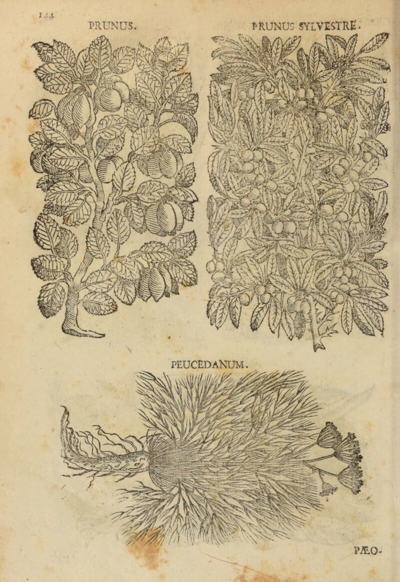 I J-i PRUNUS. PRUNUS SYLVESTRE . peucedanum .