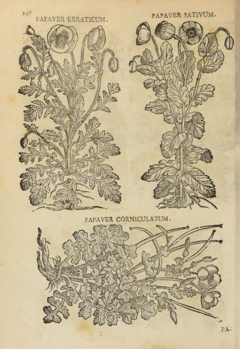 PAPAVER SATIVUM PAPAVER ERRATICUM PAPAVER CORNICULATUM N PA-