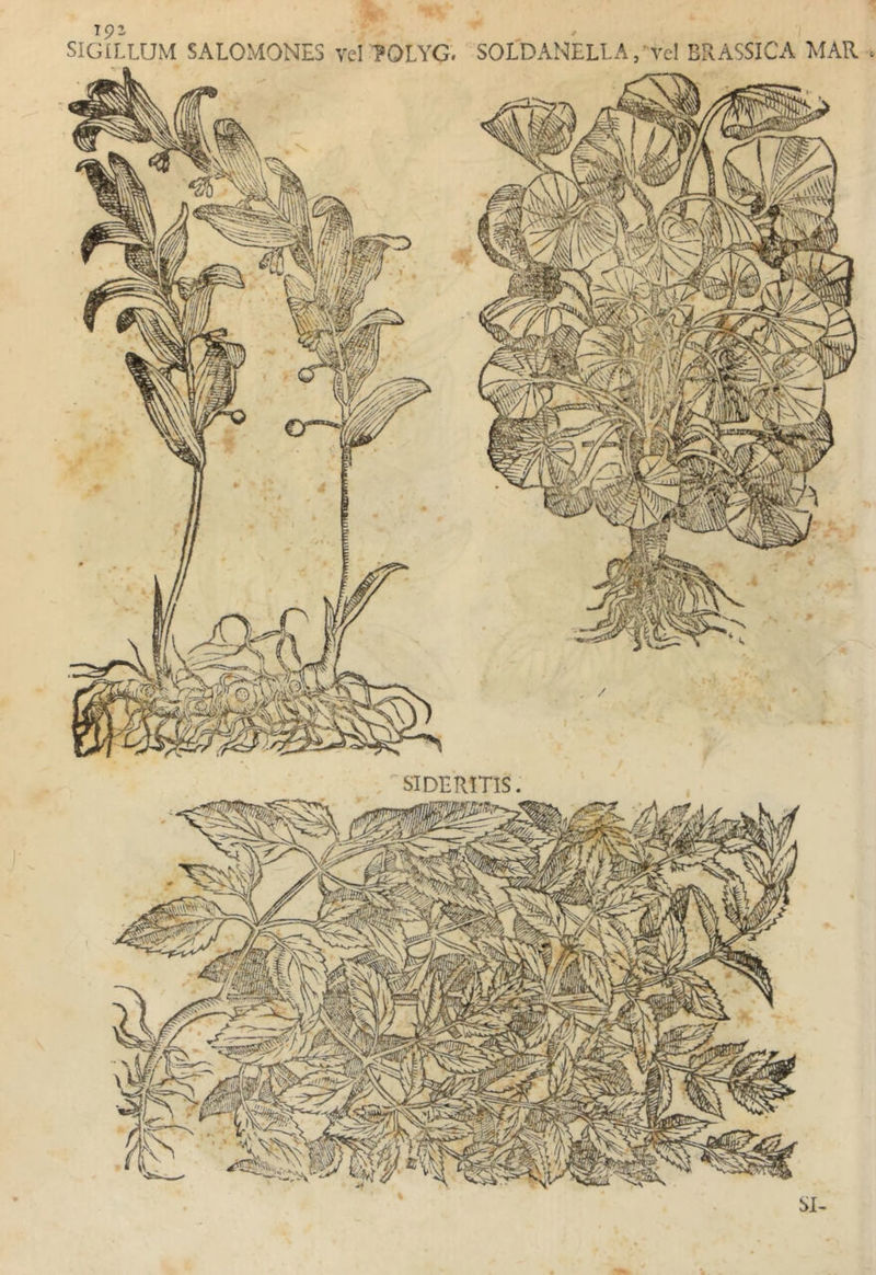 SIGILLUM SALOMONES vd POLYG. SOLDANELLA/vel BRASSICA MAR .