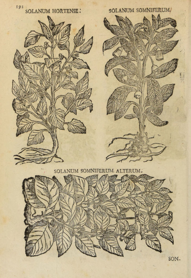 SOLANUM SOMNIFERUM ALTERUM; SON-