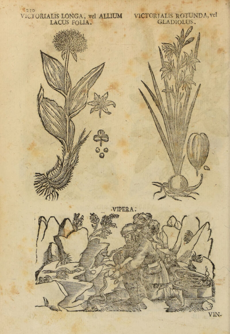 ''-10 c ViCiORIALlS longa; vel ALLIUM LACUS folia. VICTORIALIS ROTUNDA,rcl GLADIOLUS..