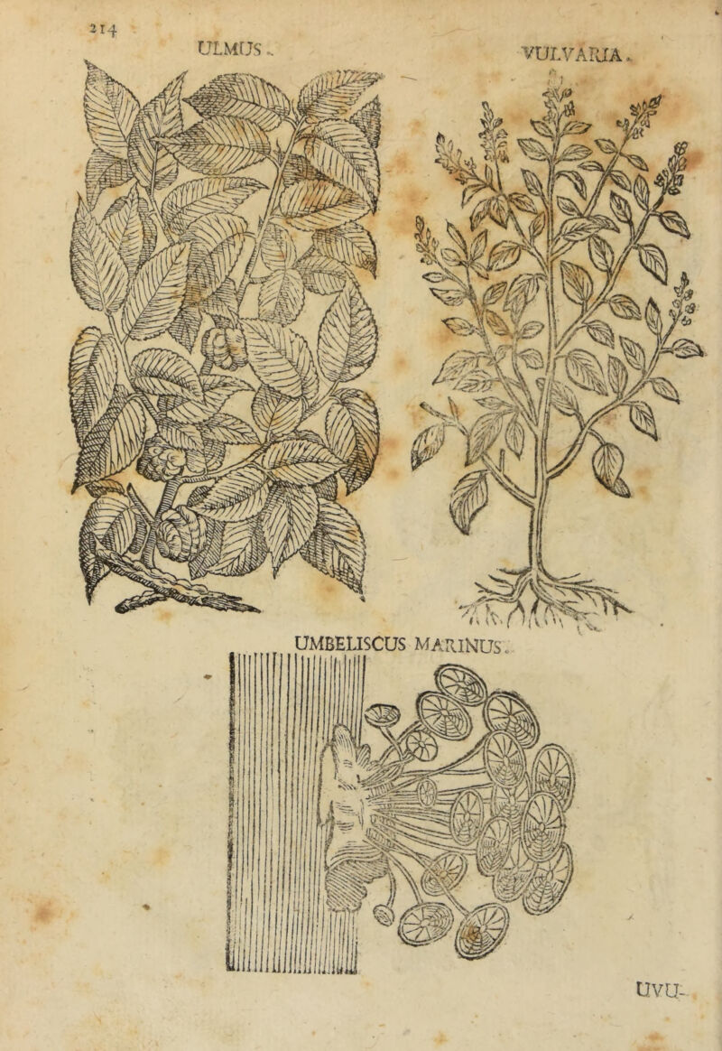 UtMtJS UMBELISCUS MAumus uvu-