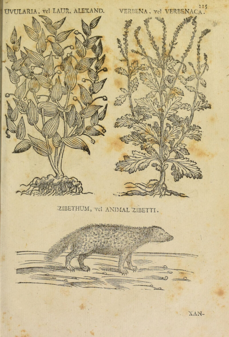 2IBETP1UM, Tcl ANIMAL “ZIBETTI. NAN-