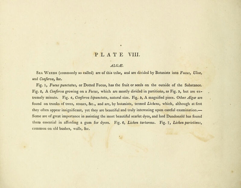 PLATE VIII. ALGAE. SeA WEEDs (commonly so called) are of this tribe, and are divided by Botanists into Fucus, Ulva, and Conferva, &amp;c. : Fig. 1, Fucus punctatus, or Dotted Fucus, has the fruit or seeds on the outside of the Substance. - Fig. 2, A Conferva growing on a Fucus, which are mostly divided in partitions, as Fig. 3, but are ex-- tremely minute. Fig. 4, Conferva bipunctata, natural size. Fig. 5, A magnified piece. Other Alge are found on trunks of trees, stones, &amp;c., and are, by botanists, termed Lichens, which, although at first they often appear insignificant, yet they are beautiful and truly interesting upon careful examination.— Some are of great importance in assisting the most beautiful scarlet dyes, and lord Dundonald has found them essential in affording a gum for dyers. Fig. 6, Lichen tartareus. Fig. 7, Lichen parietinus, common on old bushes, walls, &amp;c.