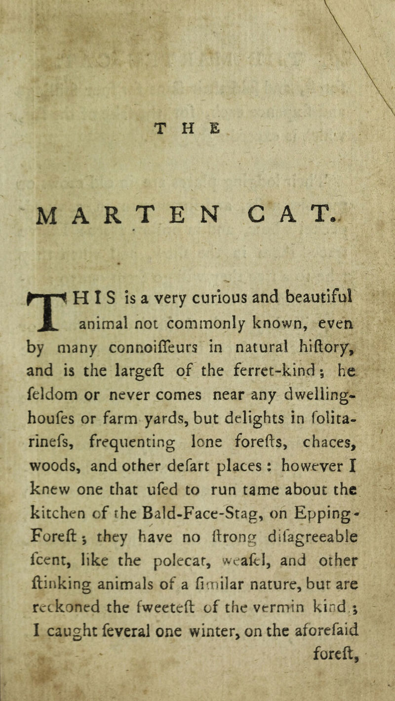 MARTEN CAT. HIS is a very curious and beautiful JL animal not commonly known, even by many connoifleurs in natural hiftory, and is the largeft of the ferret-kind; he feldom or never comes near any dwelling- houfes or farm yards, but delights in folita- rinefs, frequenting lone forefts, chaces, woods, and other defart places : however I knew one that ufed to run tame about the kitchen of rhe Bald-Face-Stag, on Epping- Foreft 5 they have no ftrong difagreeable fcent, like the polecat, wealel, and other (linking animals of a fimilar nature, bur are reckoned the fweeteft of the vermin kind.; I caught feveral one winter, on the aforefaid foreft.