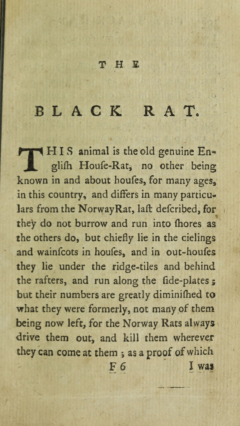 BLACK RAT. TPII S animal is the old genuine En« glifh Houfe-Rat, no other being known in and about boufes, for many ages9 in this country, and differs in many particu- lars from the NorwayRat, laft defcribed, for they do not burrow and run into fhores as the others do, but chiefly lie in the cielings and wainfcots in houfes, and in out-houfes they lie under the ridge-tiles and behind the rafters, and run along the fide-plates j but their numbers are greatly diminifhed to what they were formerly, not many of them being now left, for the Norway Rats always drive them out, and kill them wherever they can come at them * as a proof of which F 6 I was